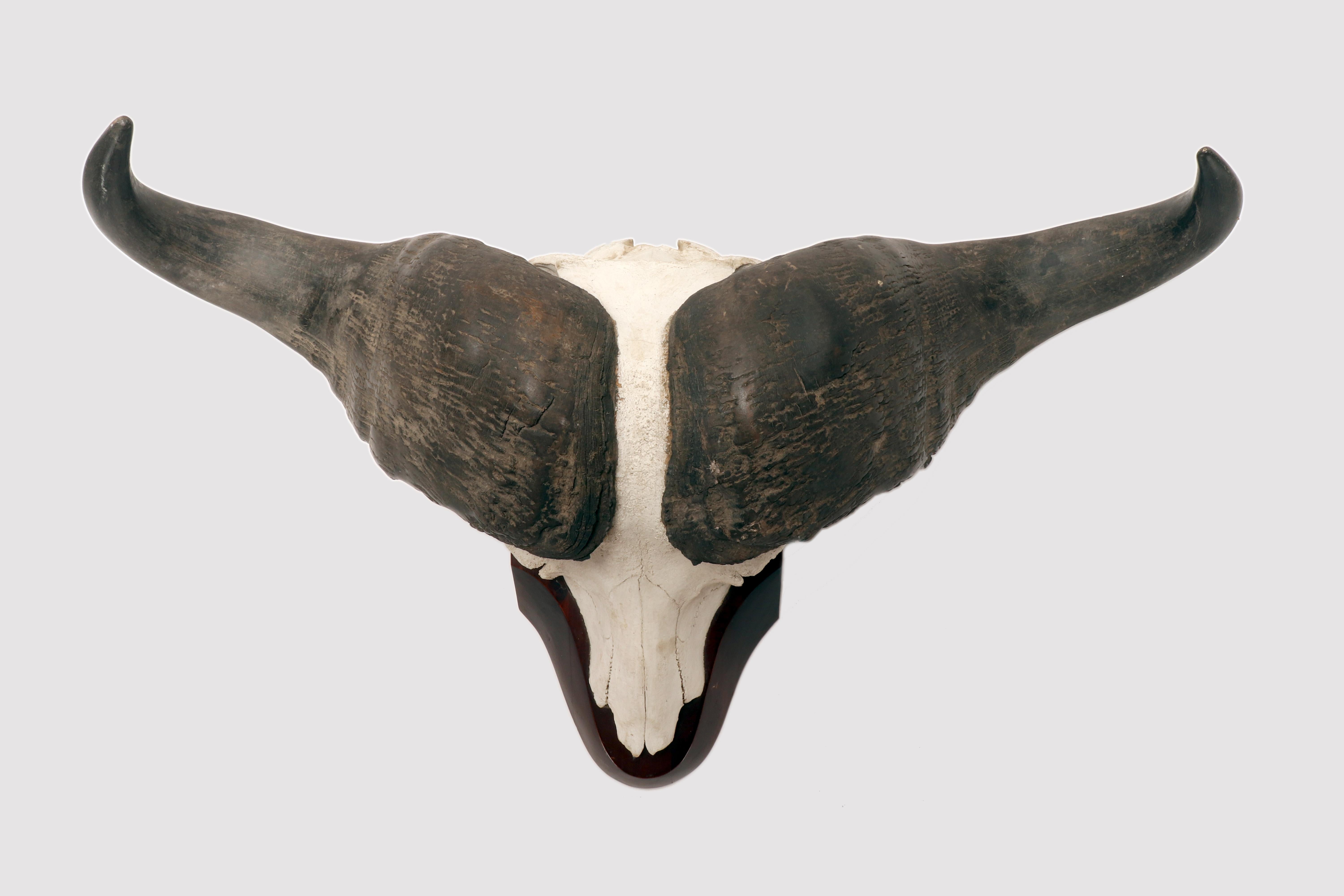 A cabinet of curiosities trophy, a natural specimen of a horned skull of an African buffalo, Cape buffalo, or Cape black buffalo (Sincerus caffer (Sparrman, 1779)). The trophy is mounted on a shield-shaped walnut base. Sub-Saharan Africa, circa 1890.