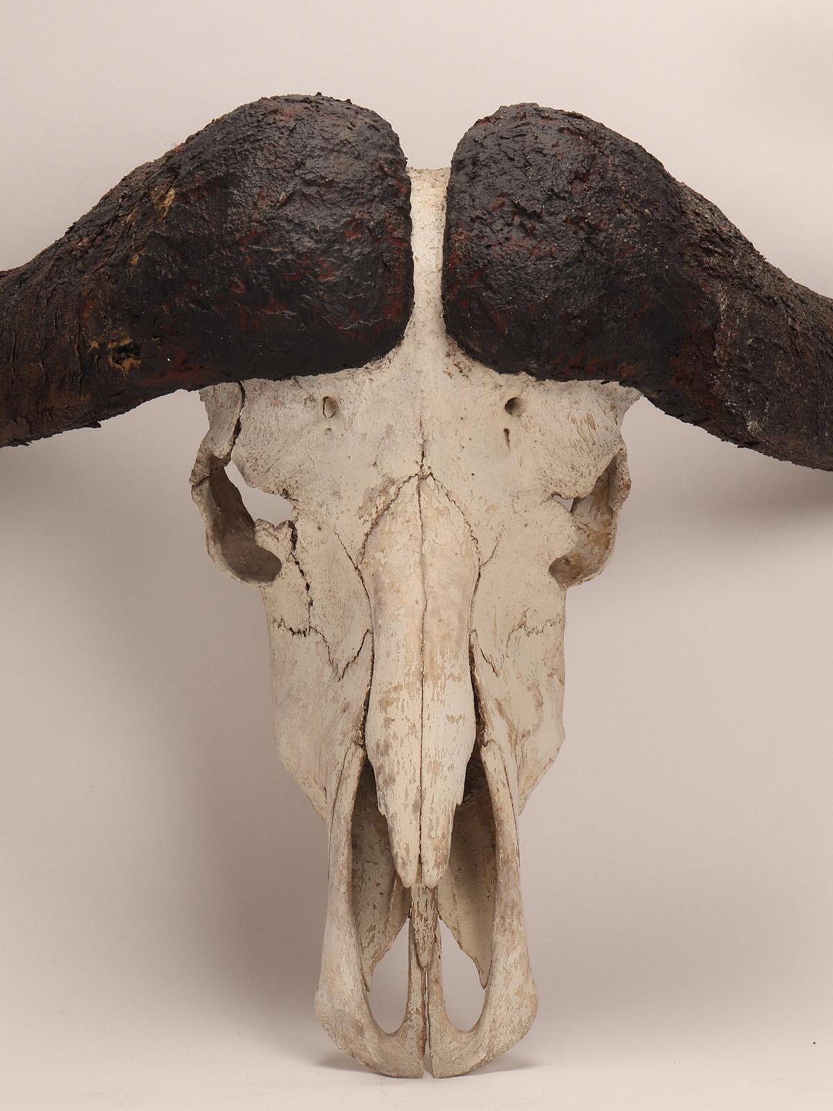 african buffalo skull