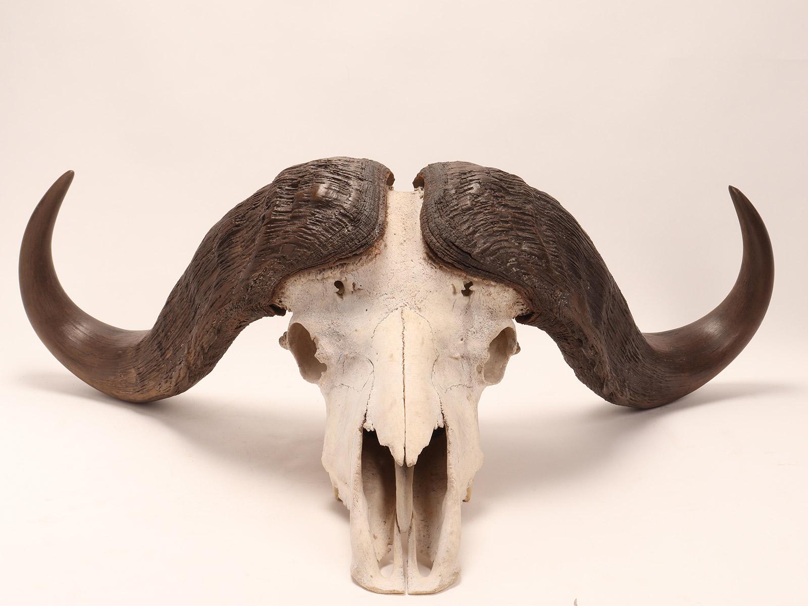 Sub-Saharan African Natural Specimen a Trophy of a Bufalo Skull, Africa, 1890