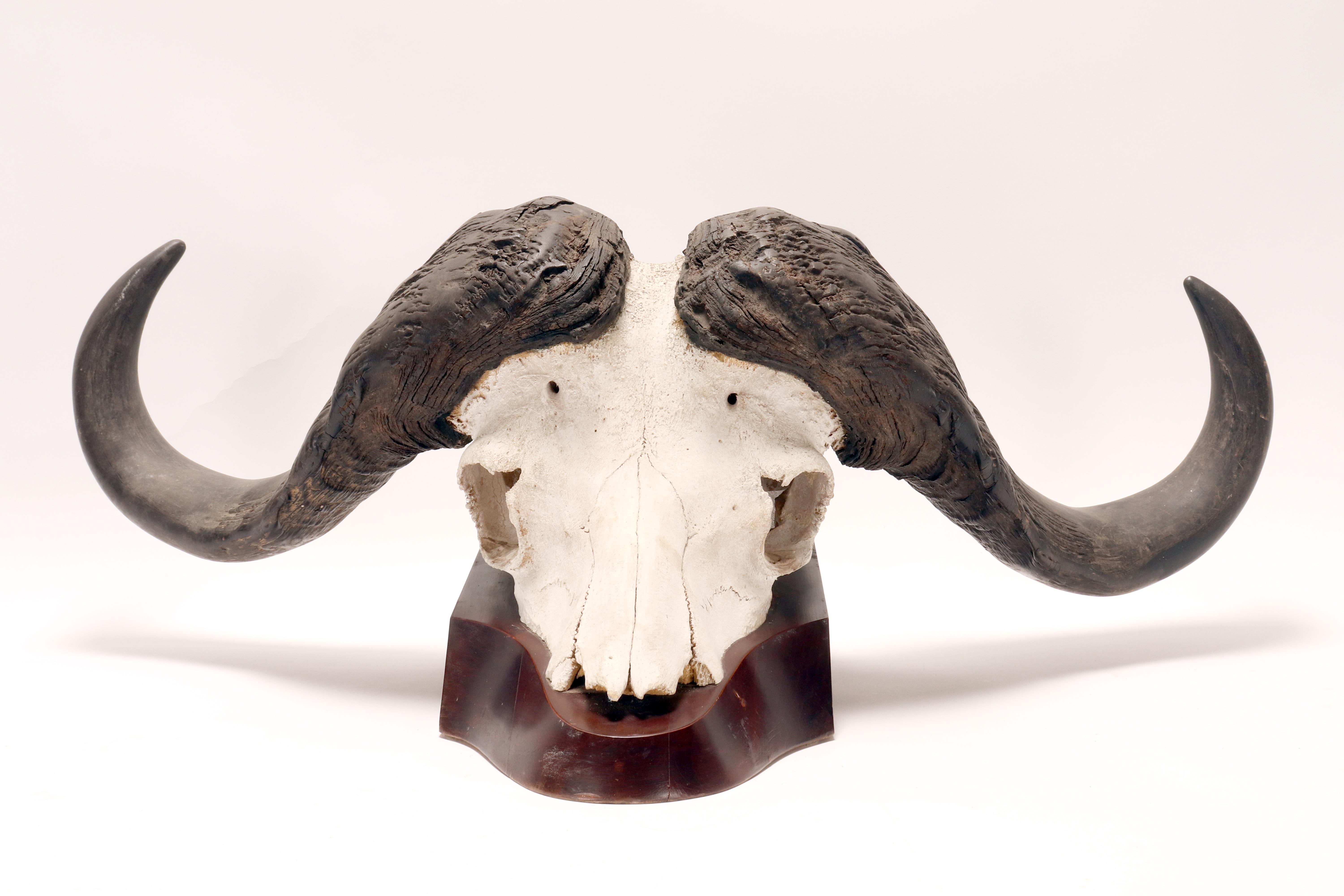 Sub-Saharan African Natural specimen: a trophy of a bufalo skull, Africa 1890. For Sale