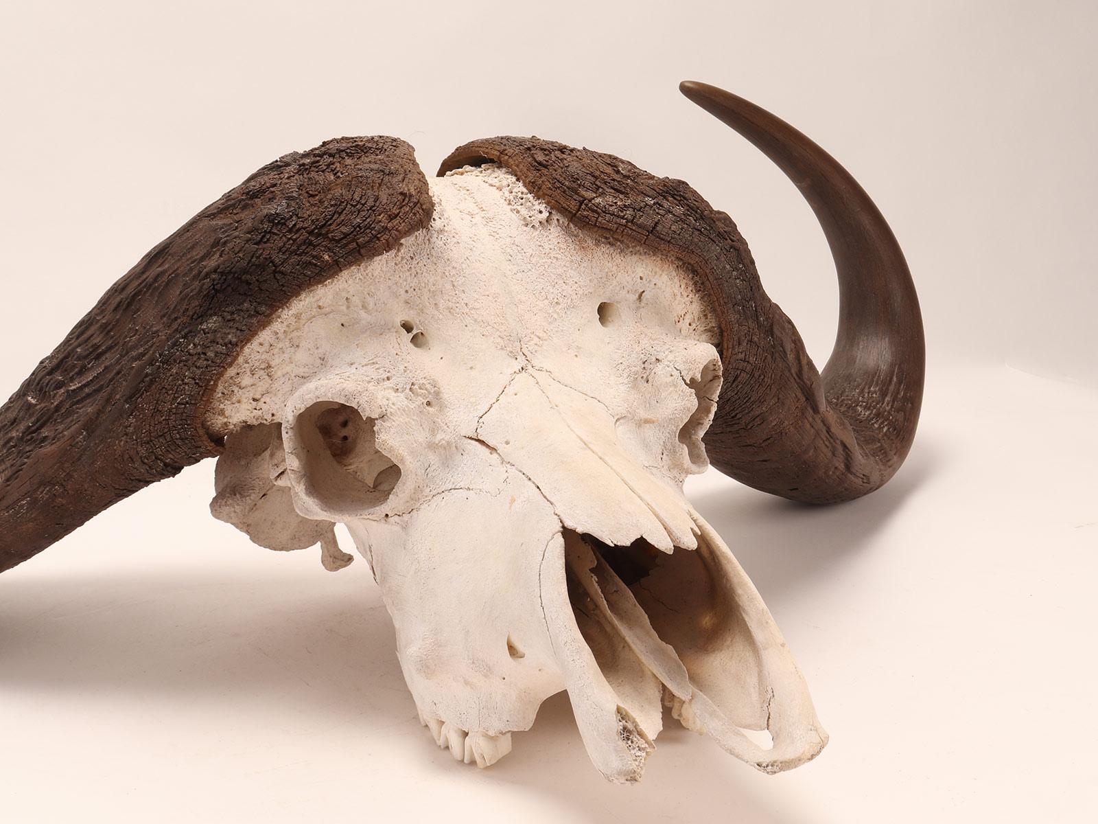 Natural Specimen a Trophy of a Bufalo Skull, Africa, 1890 In Excellent Condition In Milan, IT