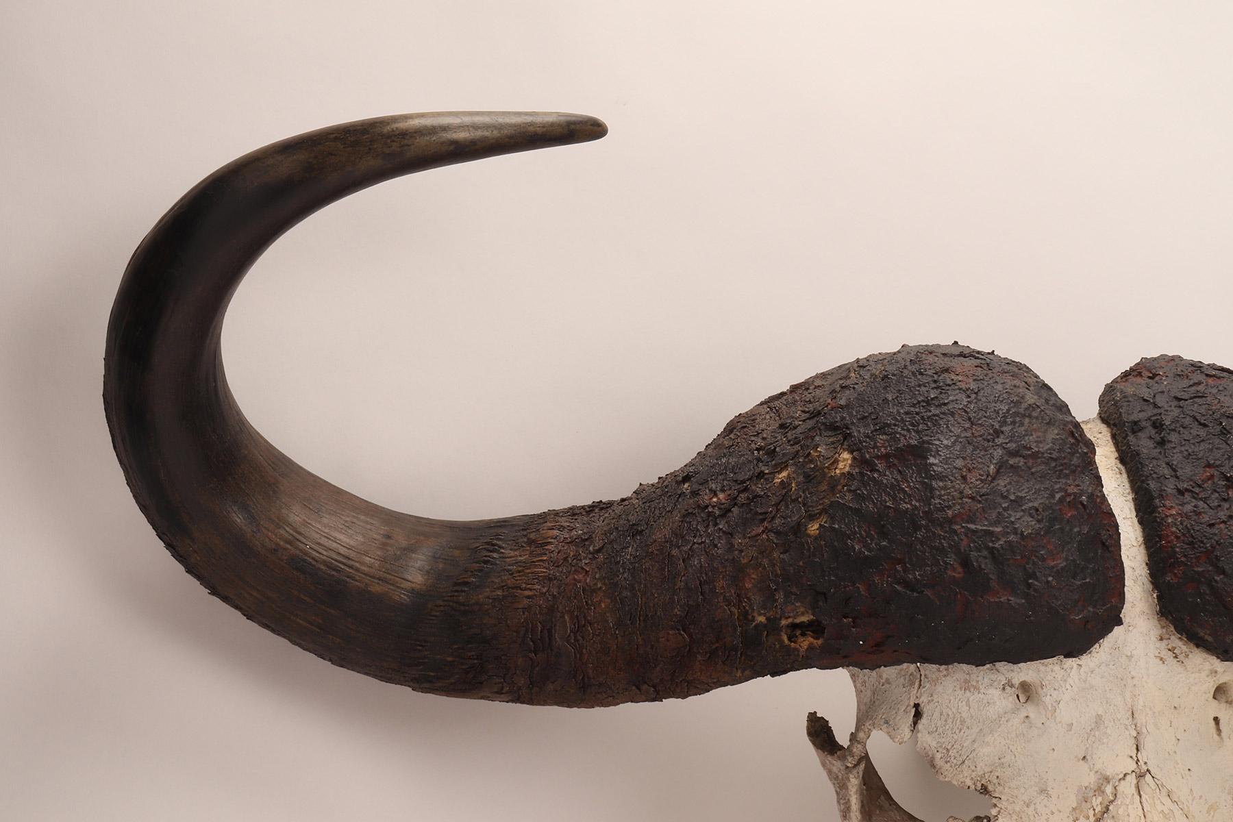 Sub-Saharan African Natural Specimen, a Trophy of a Bufalo Skull, Africa 1890 For Sale