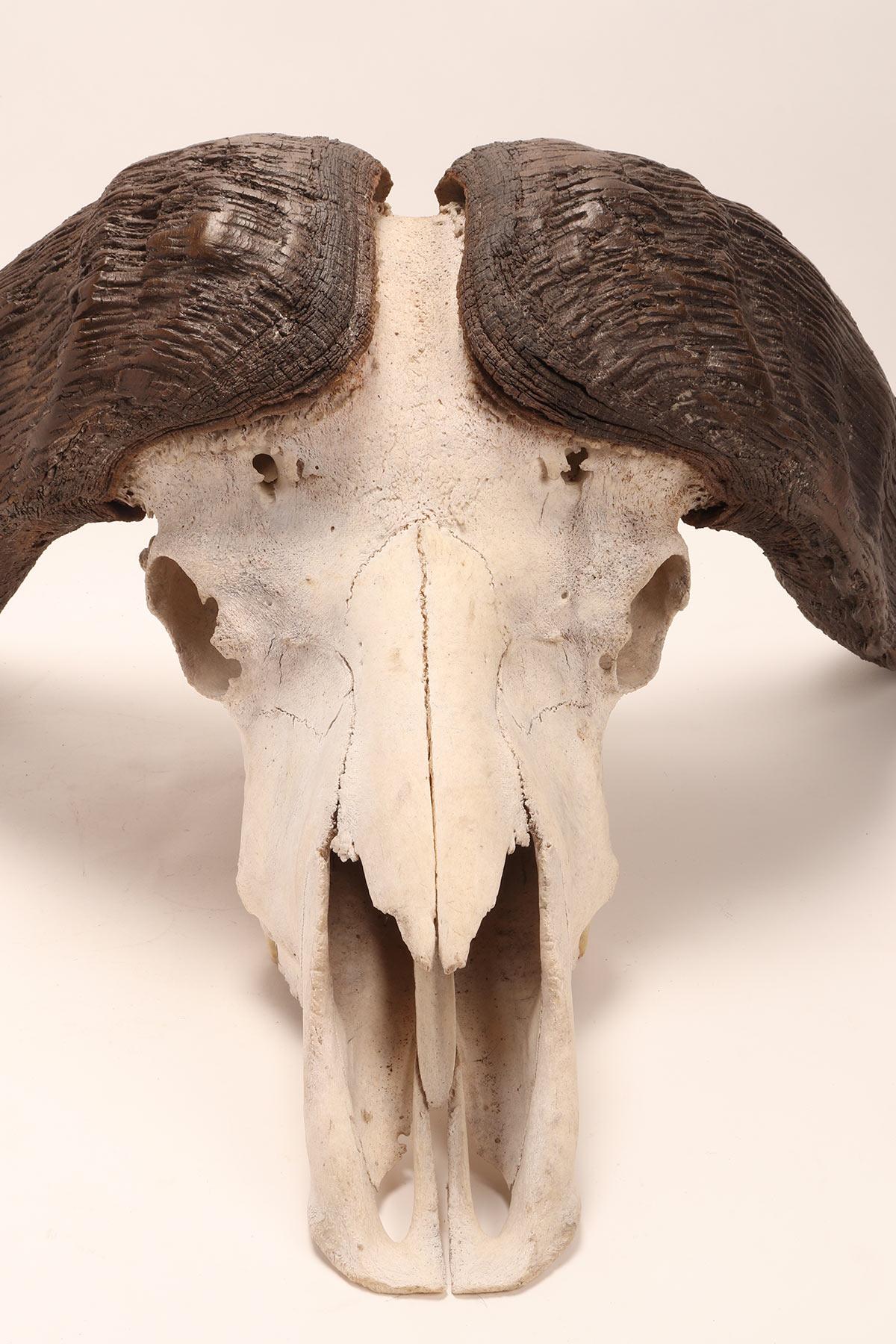 Natural Specimen a Trophy of a Bufalo Skull, Africa, 1890 In Good Condition In Milan, IT
