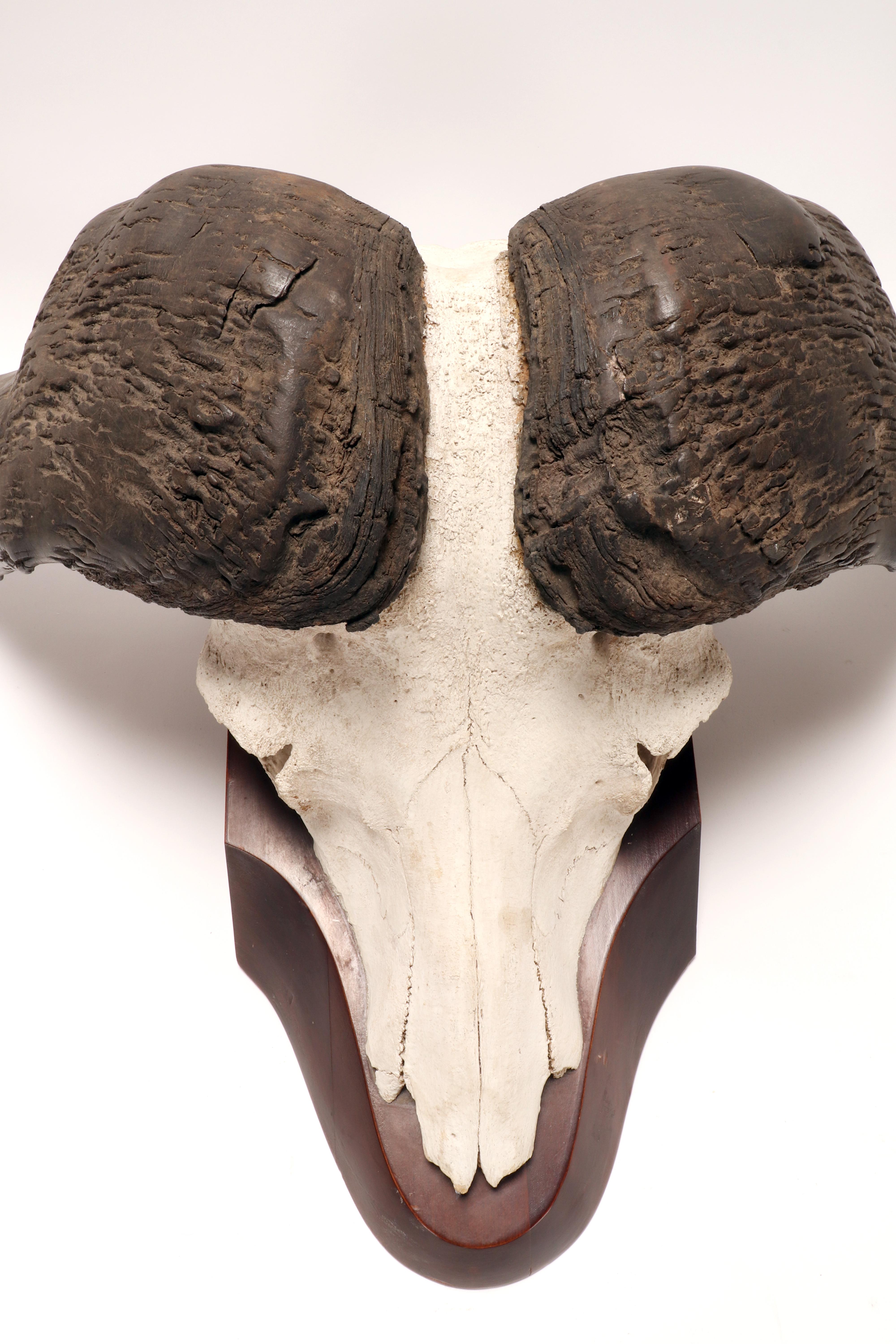 Natural specimen: a trophy of a bufalo skull, Africa 1890. In Good Condition For Sale In Milan, IT