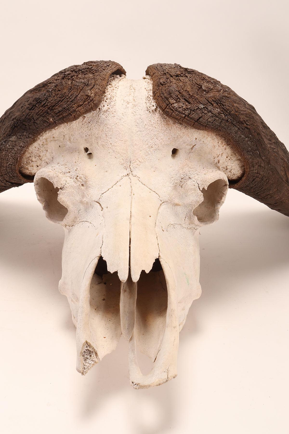 Late 19th Century Natural Specimen a Trophy of a Bufalo Skull, Africa, 1890