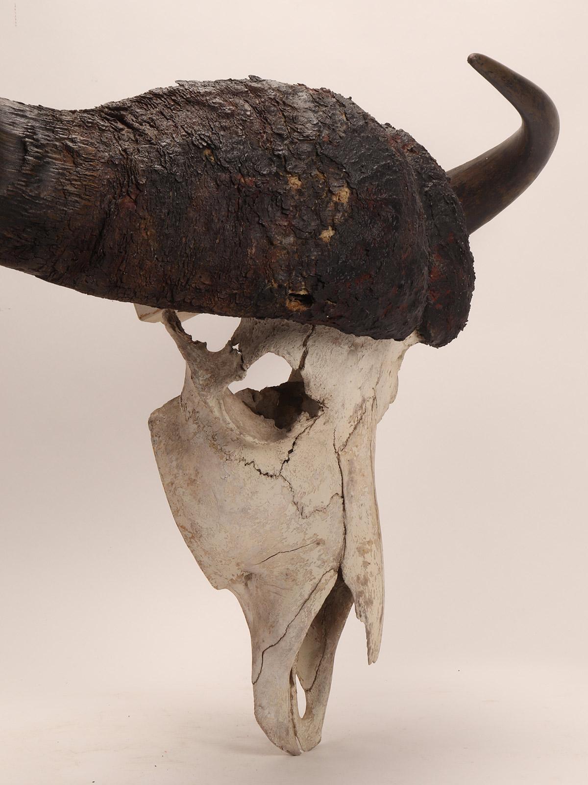 Natural Specimen, a Trophy of a Bufalo Skull, Africa 1890 In Good Condition For Sale In Milan, IT