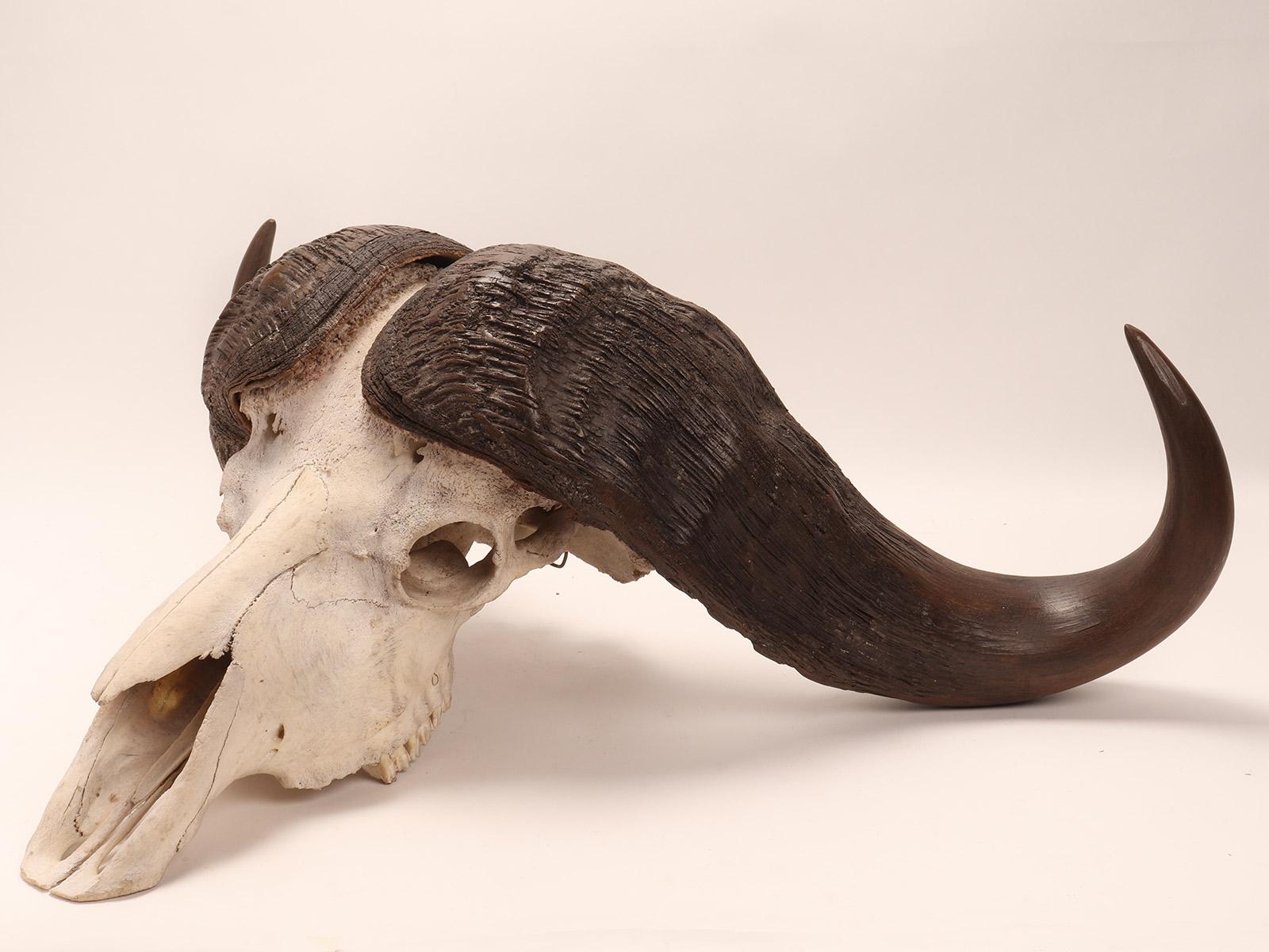 19th Century Natural Specimen a Trophy of a Bufalo Skull, Africa, 1890