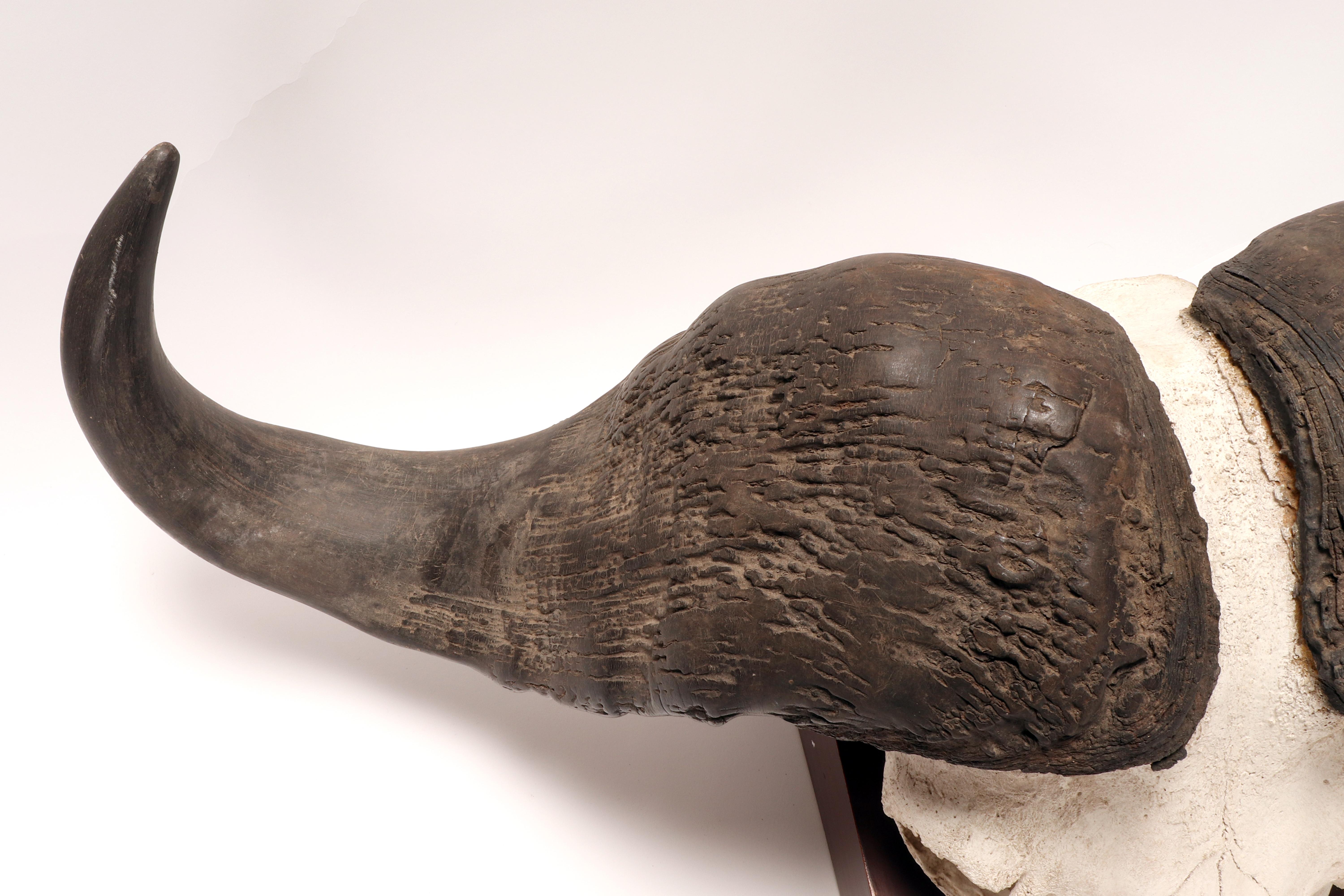 19th Century Natural specimen: a trophy of a bufalo skull, Africa 1890. For Sale