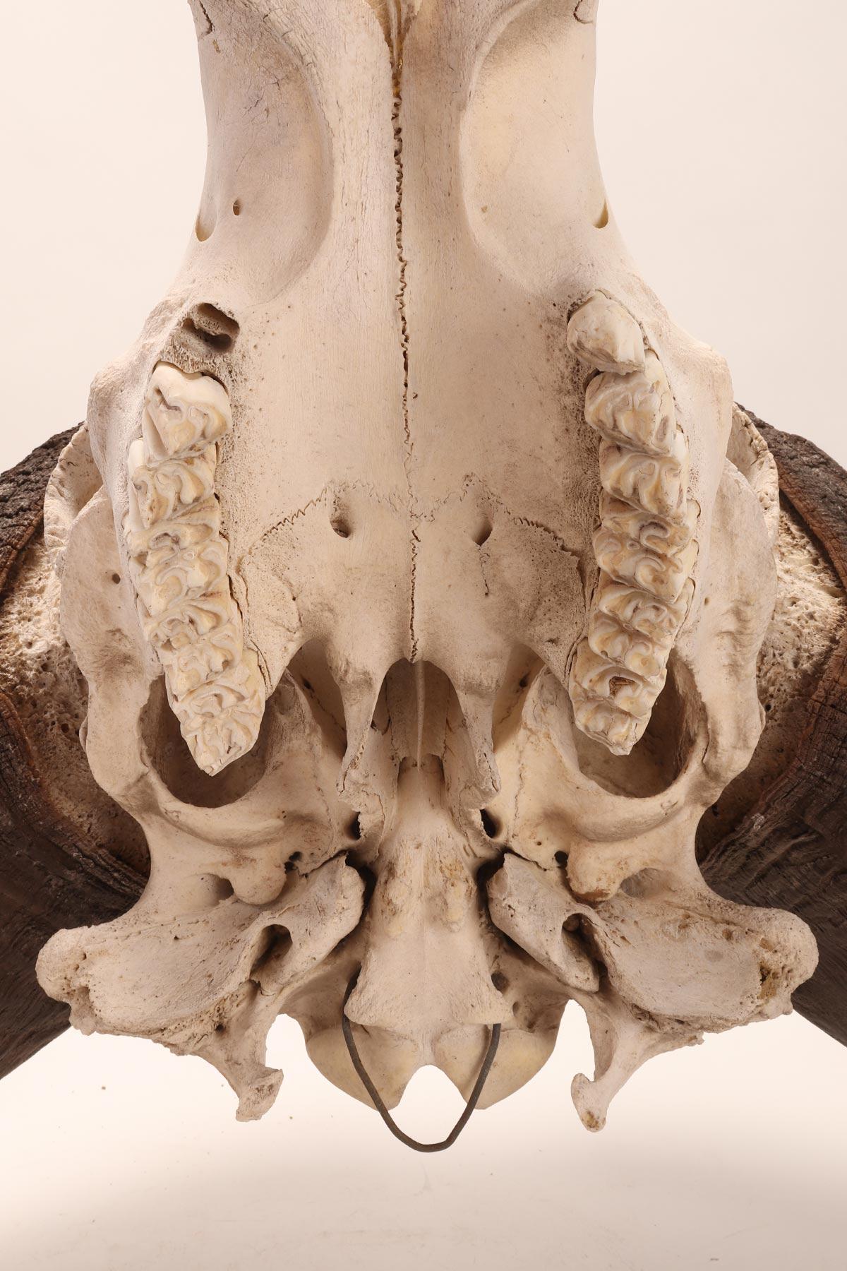 Bone Natural Specimen a Trophy of a Bufalo Skull, Africa, 1890