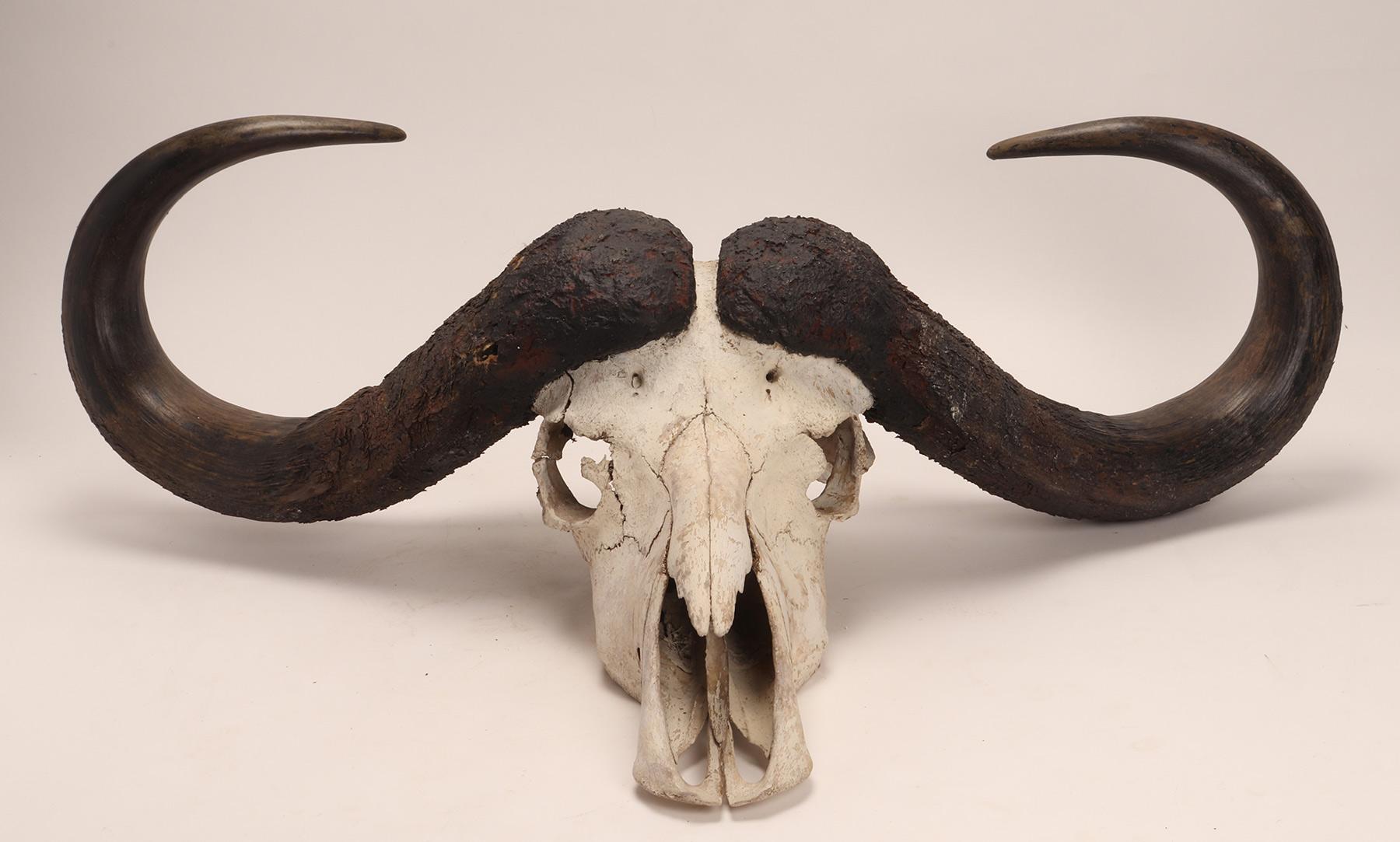 19th Century Natural Specimen, a Trophy of a Bufalo Skull, Africa 1890 For Sale