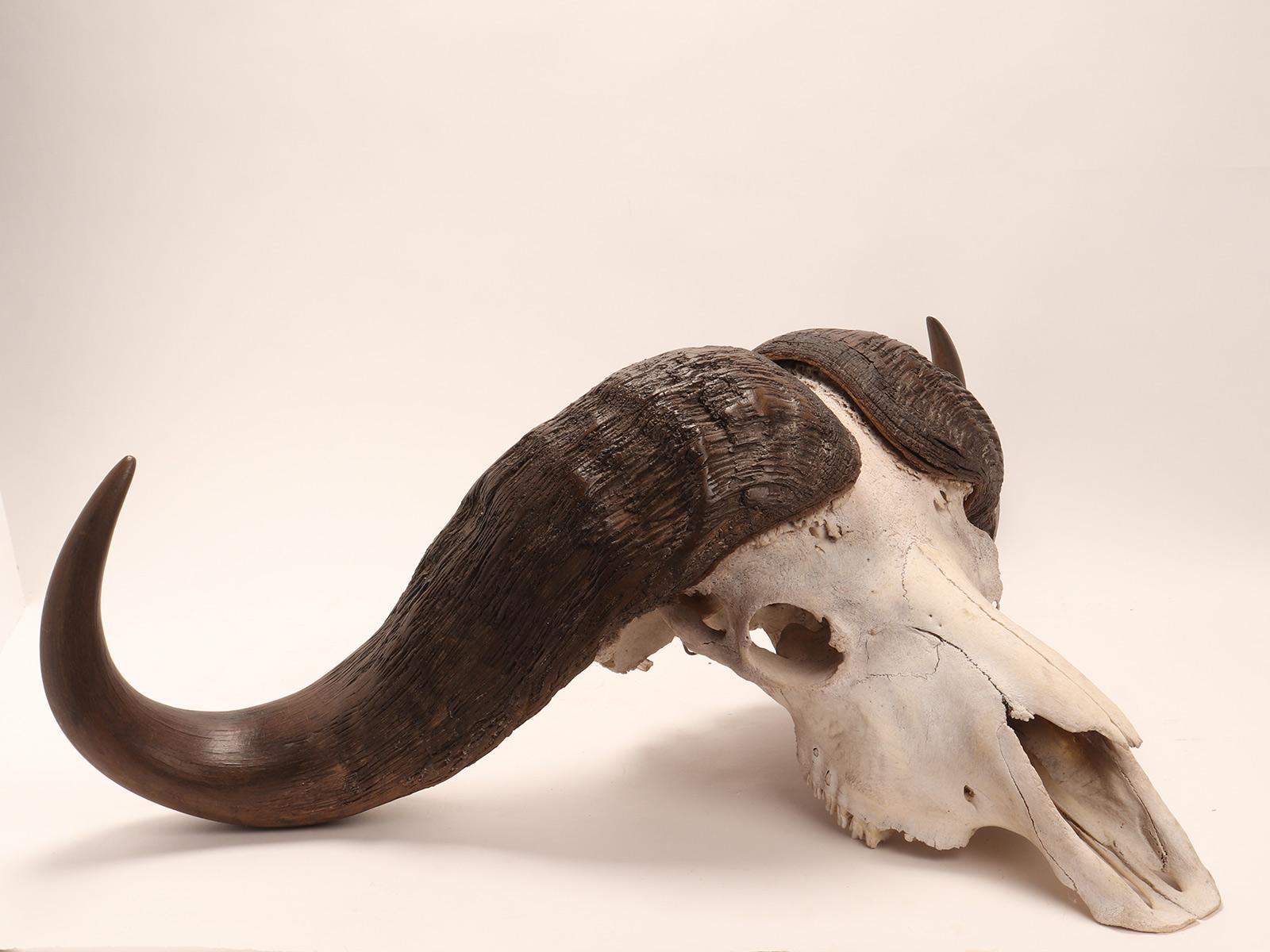 Bone Natural Specimen a Trophy of a Bufalo Skull, Africa, 1890