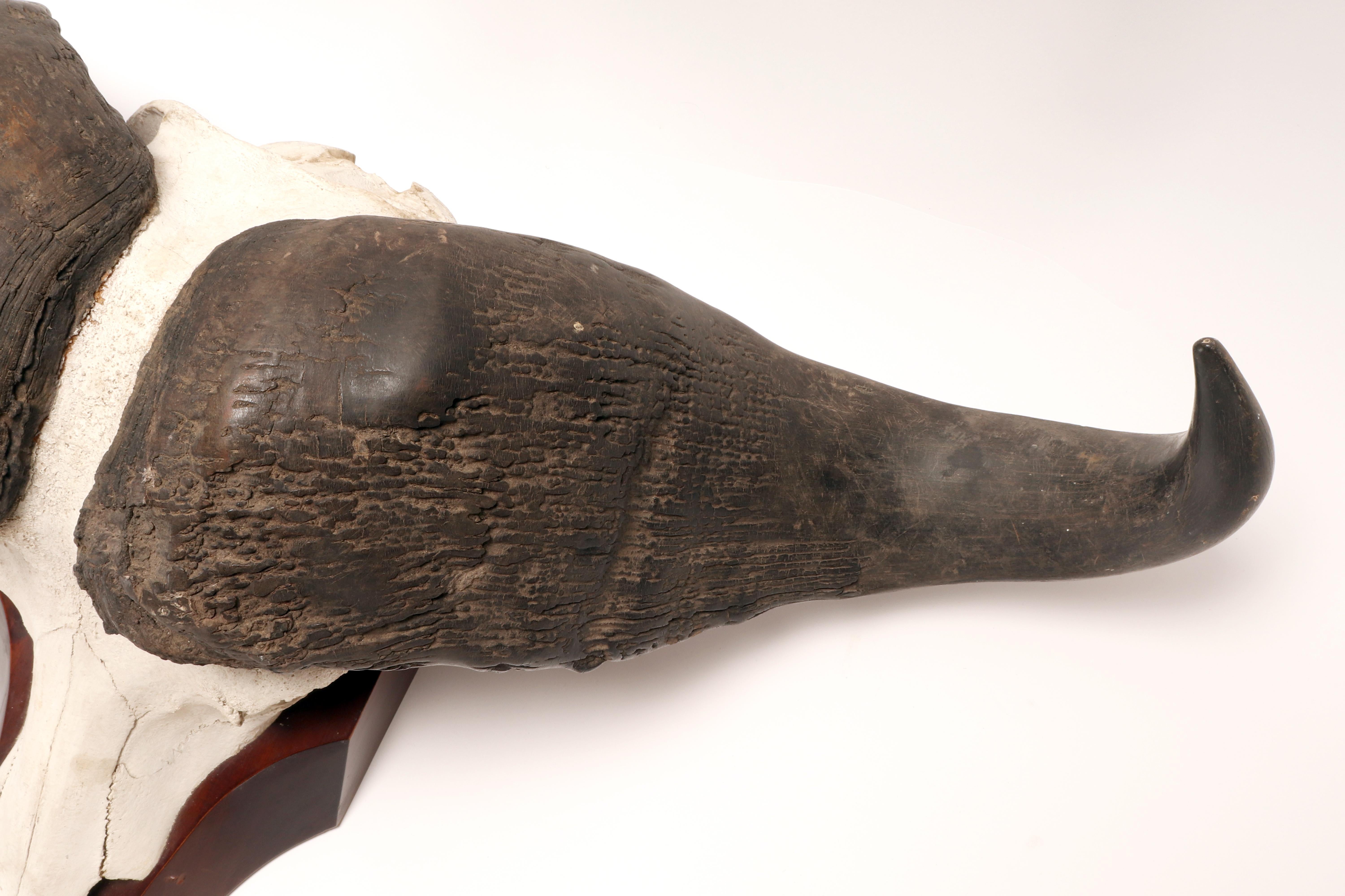 Walnut Natural specimen: a trophy of a bufalo skull, Africa 1890. For Sale