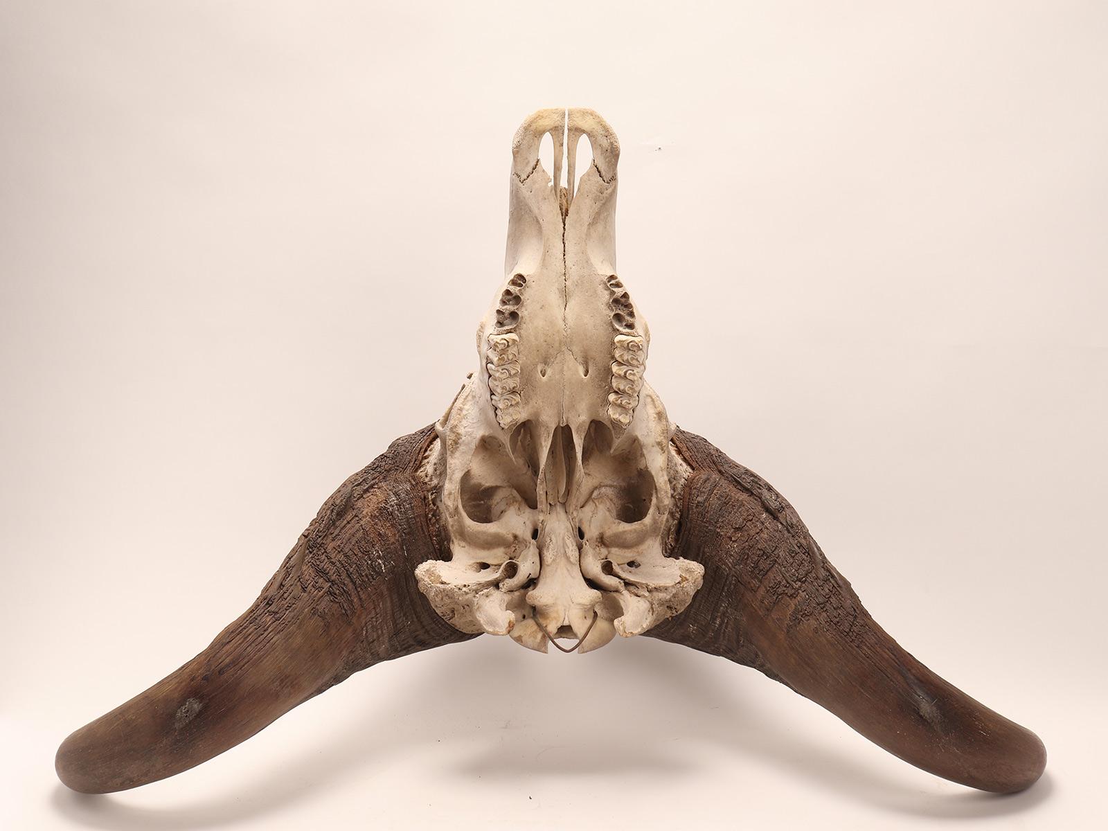 Natural Specimen a Trophy of a Bufalo Skull, Africa, 1890 1