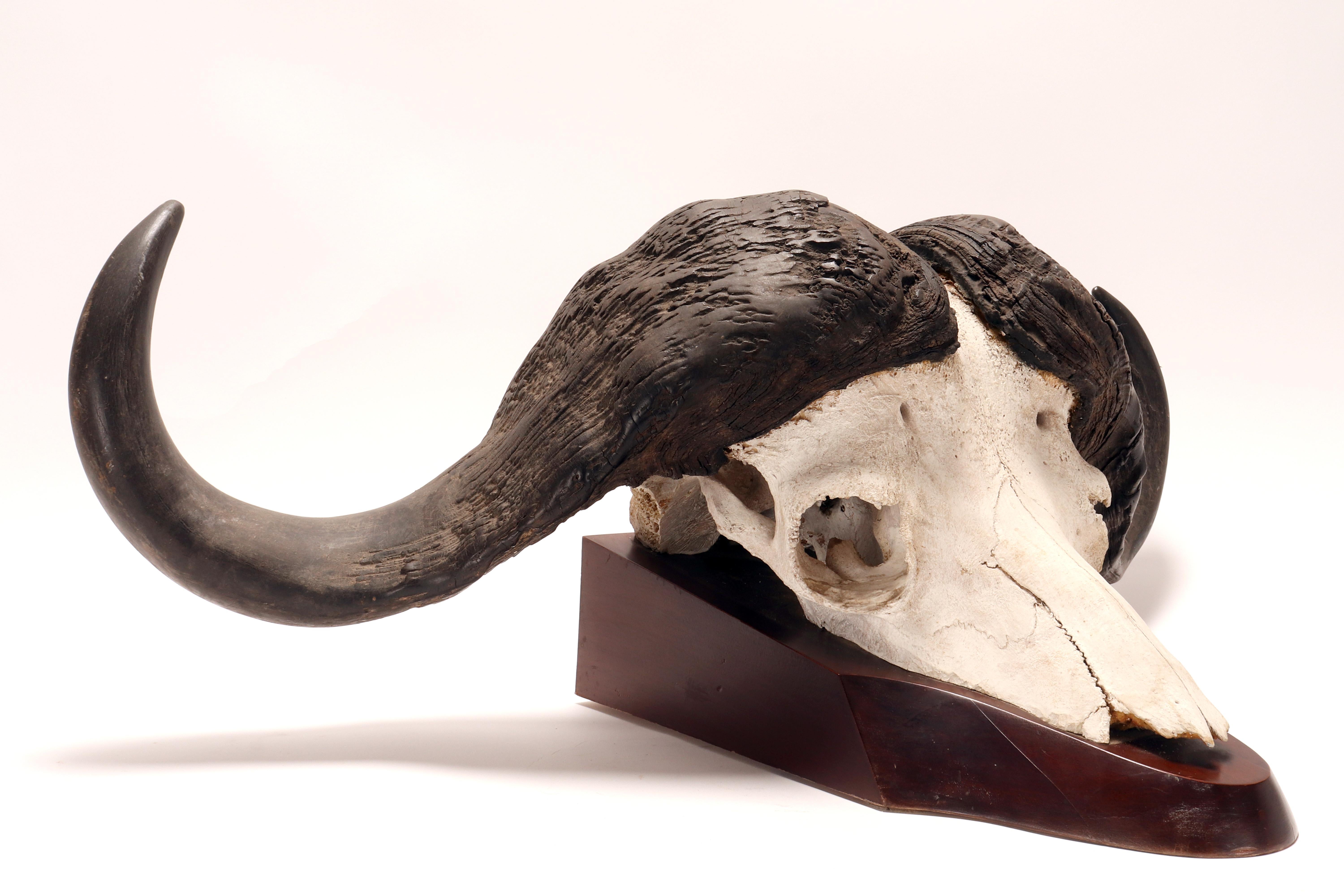 Natural specimen: a trophy of a bufalo skull, Africa 1890. For Sale 1