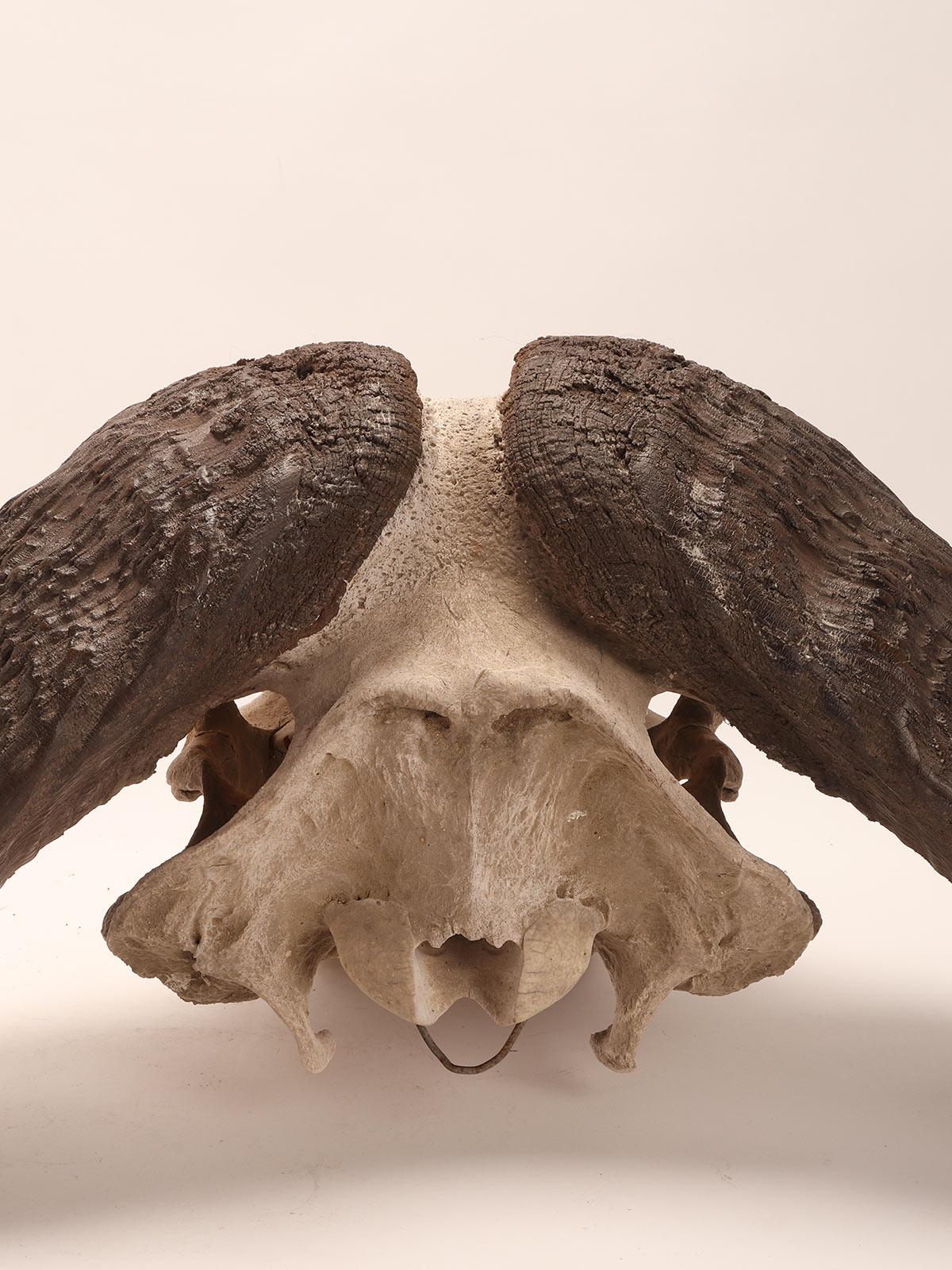 Natural Specimen a Trophy of a Bufalo Skull, Africa, 1890 2