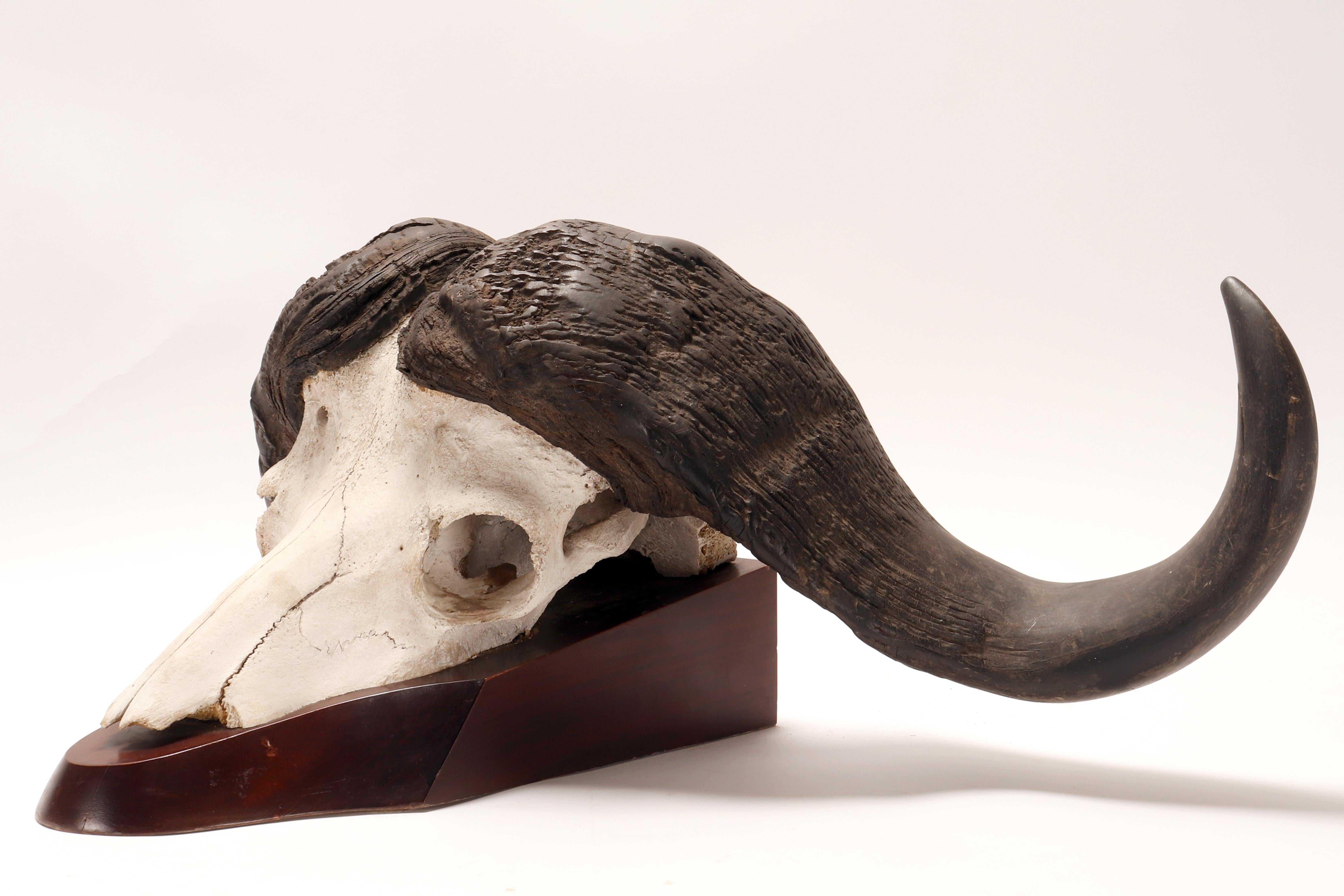 Natural specimen: a trophy of a bufalo skull, Africa 1890. For Sale 2