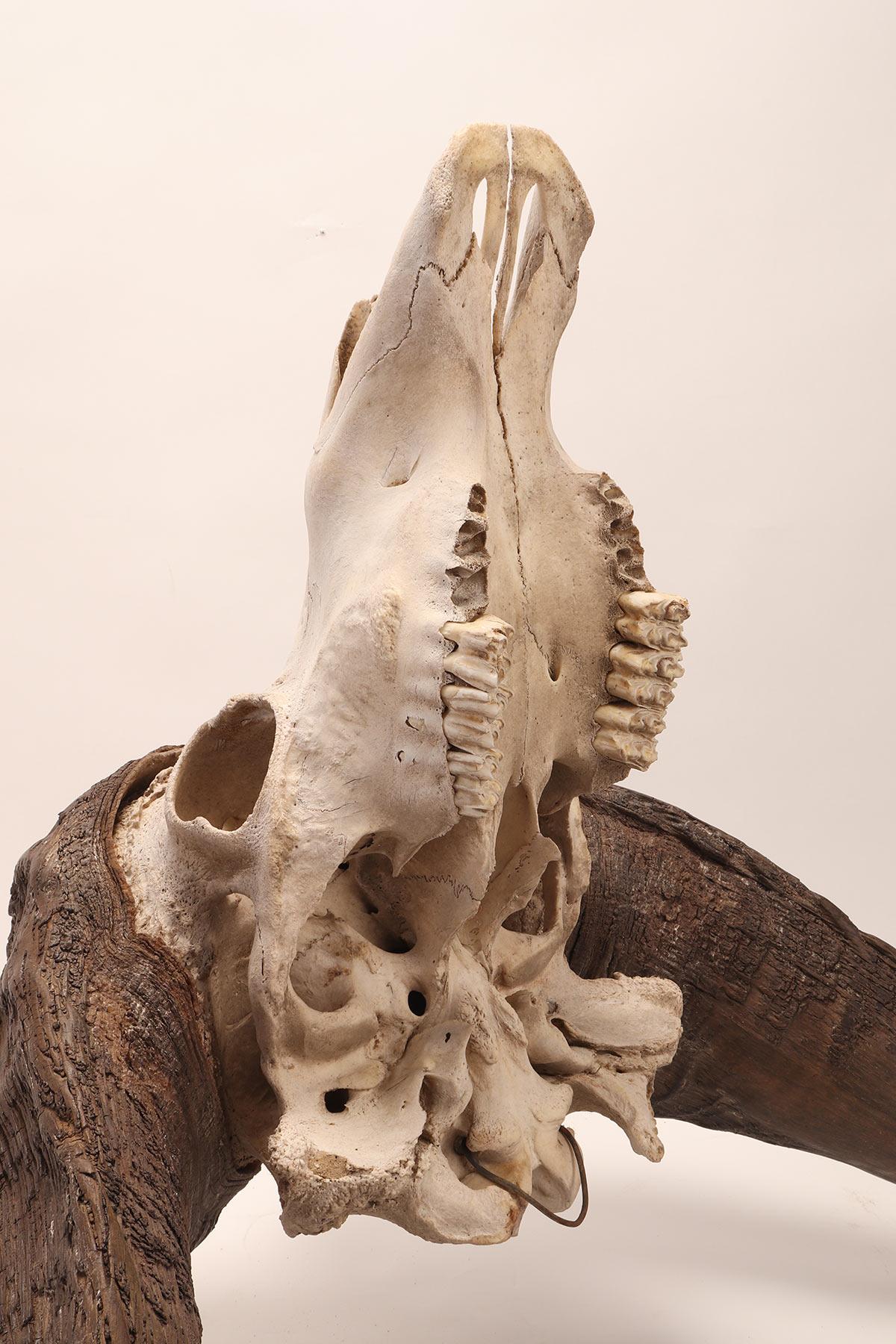 Natural Specimen a Trophy of a Bufalo Skull, Africa, 1890 3