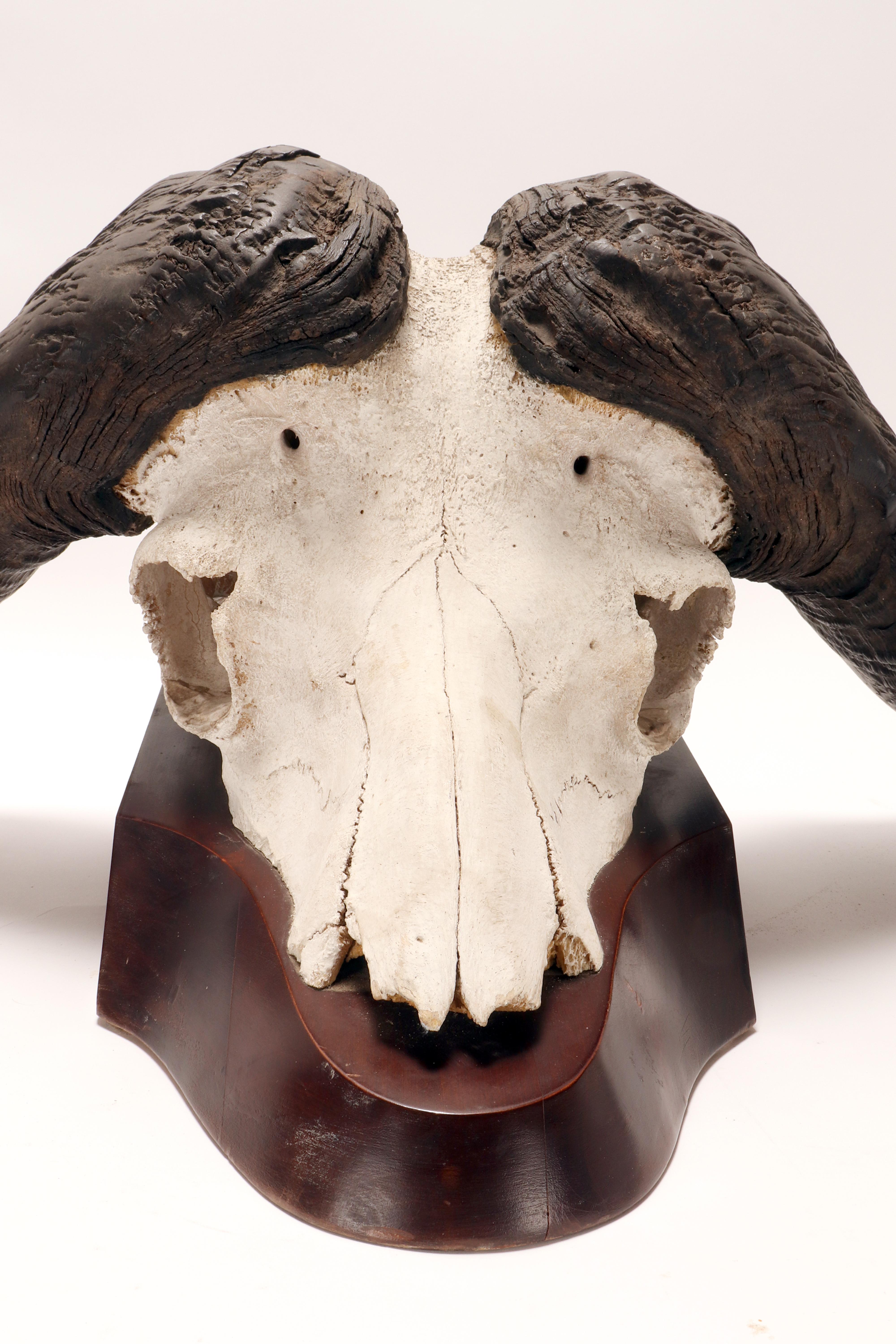 Natural specimen: a trophy of a bufalo skull, Africa 1890. For Sale 3