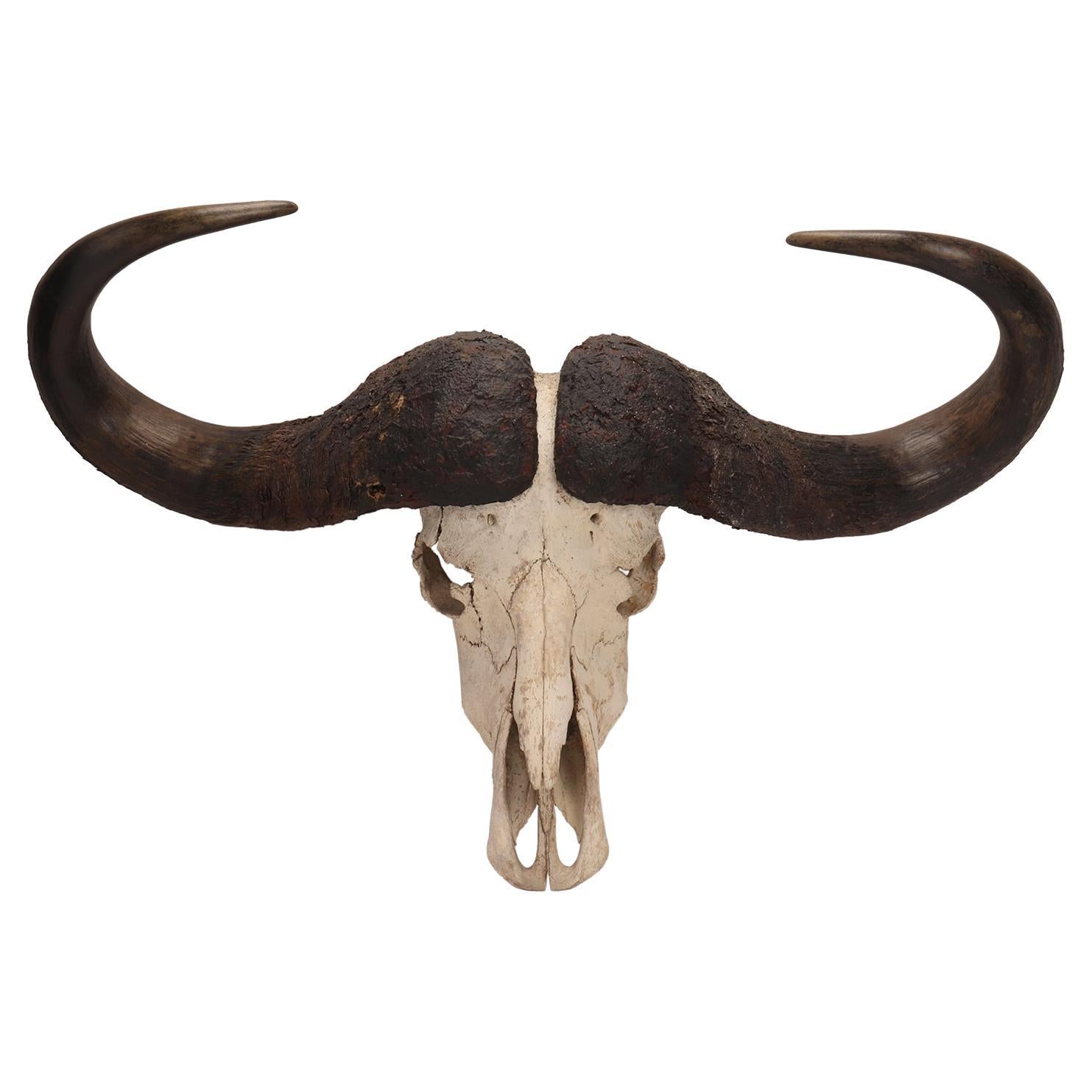 Natural Specimen, a Trophy of a Bufalo Skull, Africa 1890 For Sale