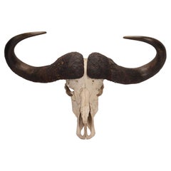 Natural Specimen, a Trophy of a Bufalo Skull, Africa 1890