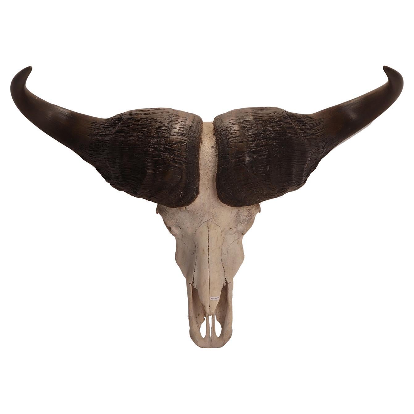 Natural Specimen a Trophy of a Bufalo Skull, Africa, 1890