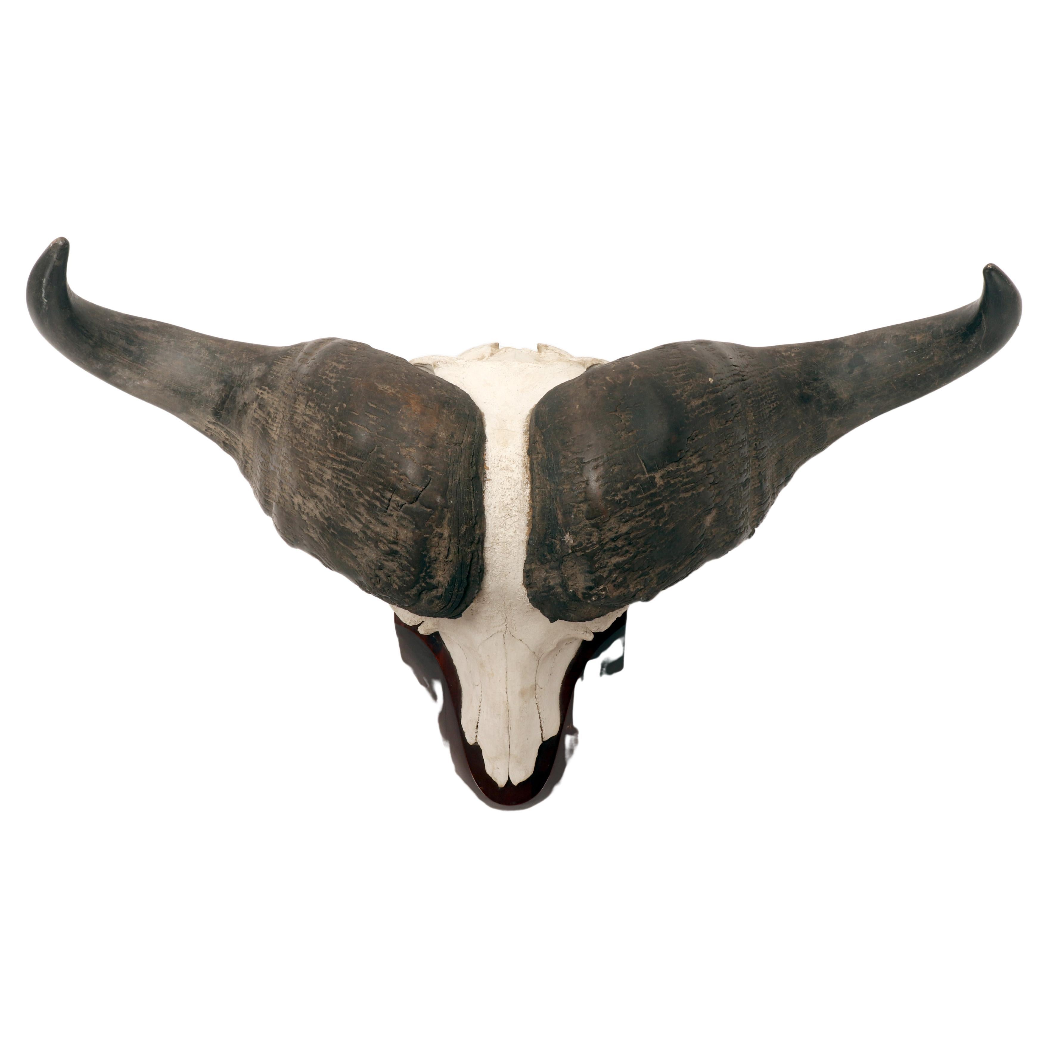 Natural specimen: a trophy of a bufalo skull, Africa 1890. For Sale