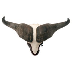 Natural specimen: a trophy of a bufalo skull, Africa 1890.
