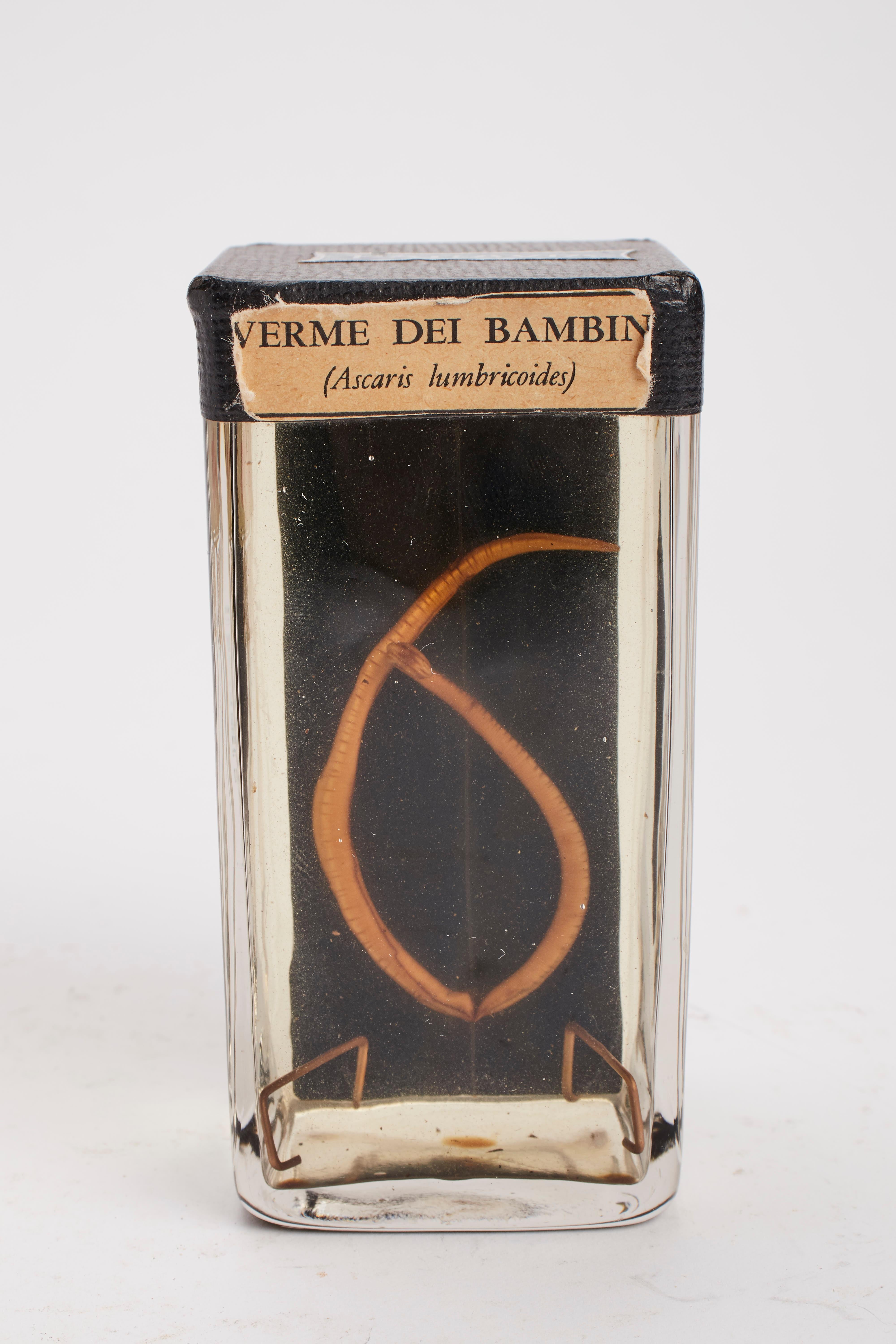 An example of natural specimen of Ascaris Lumbricoides. Children verme, preserved in formaldehyde and sealed on glass container. Italy circa 1900. 