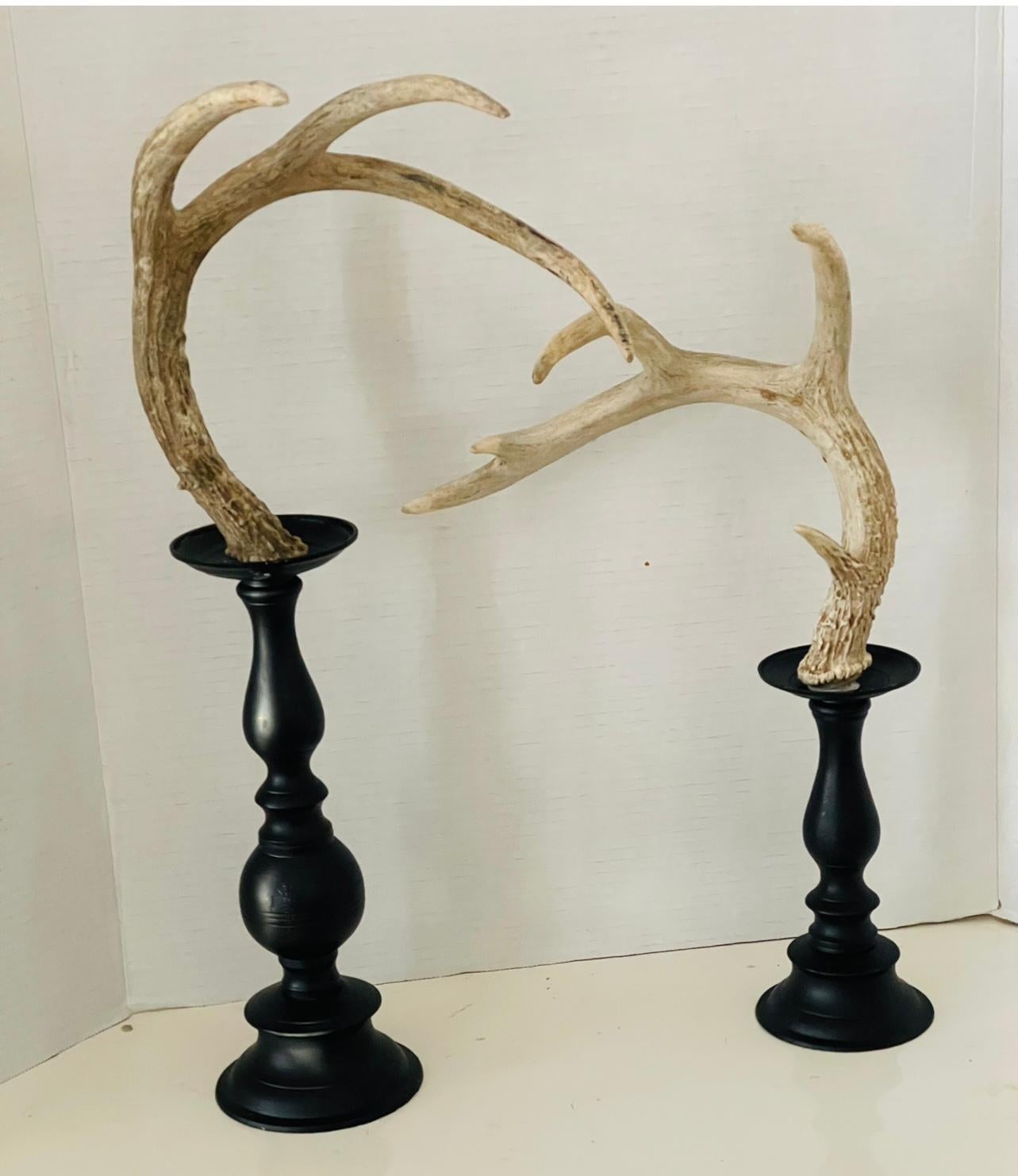 Paire de cornes de cerf en spécimen naturel sur pied.