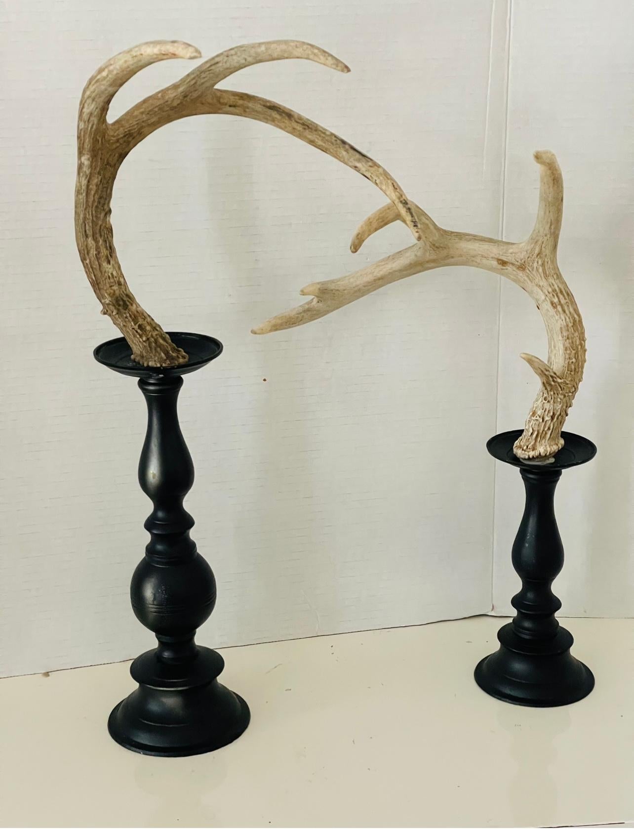 Organique Cornes de cerf en spécimen naturel organique sur pied d'exposition en vente