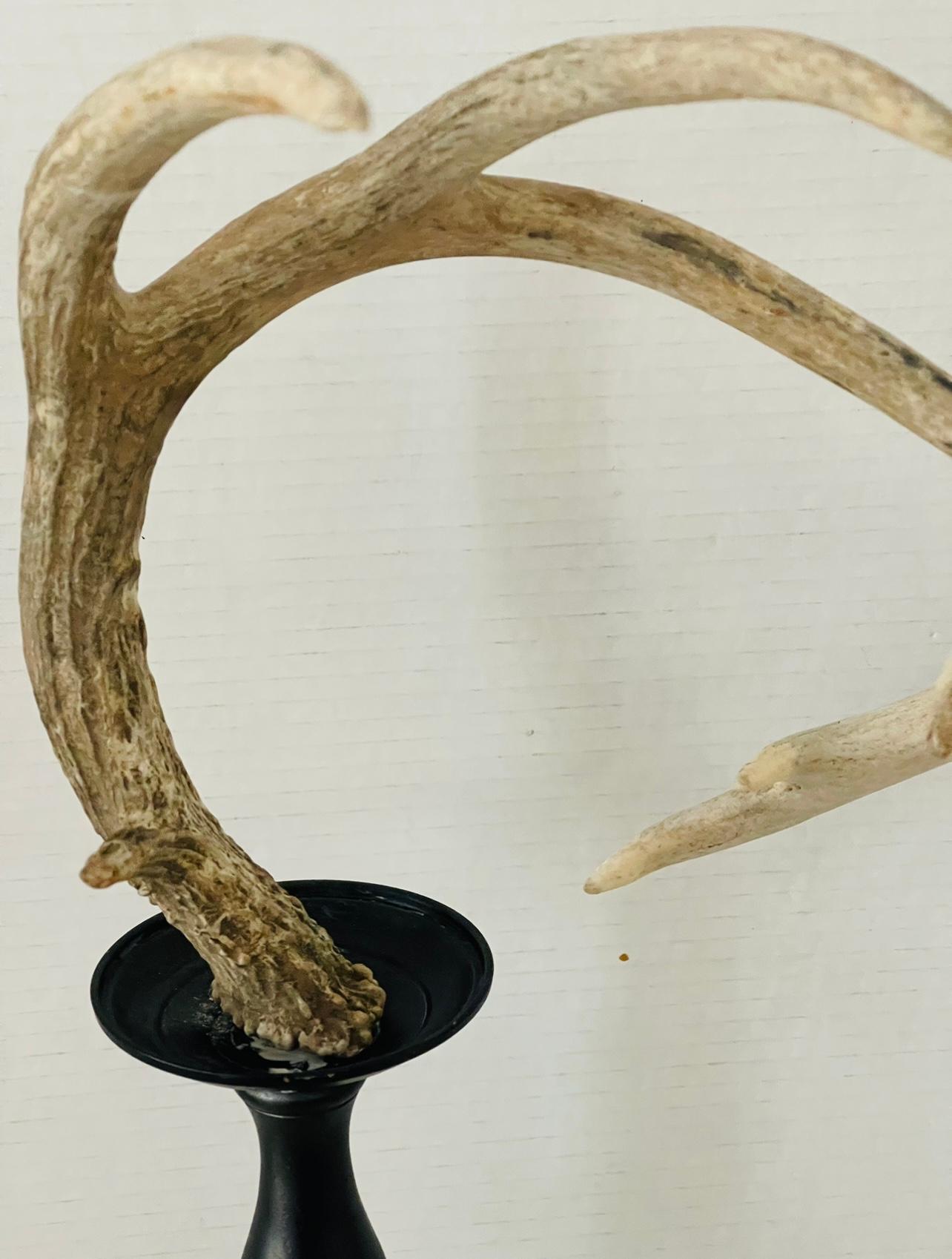 Américain Cornes de cerf en spécimen naturel organique sur pied d'exposition en vente