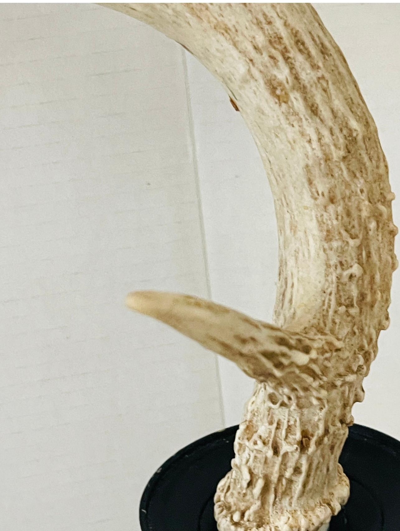 Cornes de cerf en spécimen naturel organique sur pied d'exposition Bon état - En vente à Boca Raton, FL