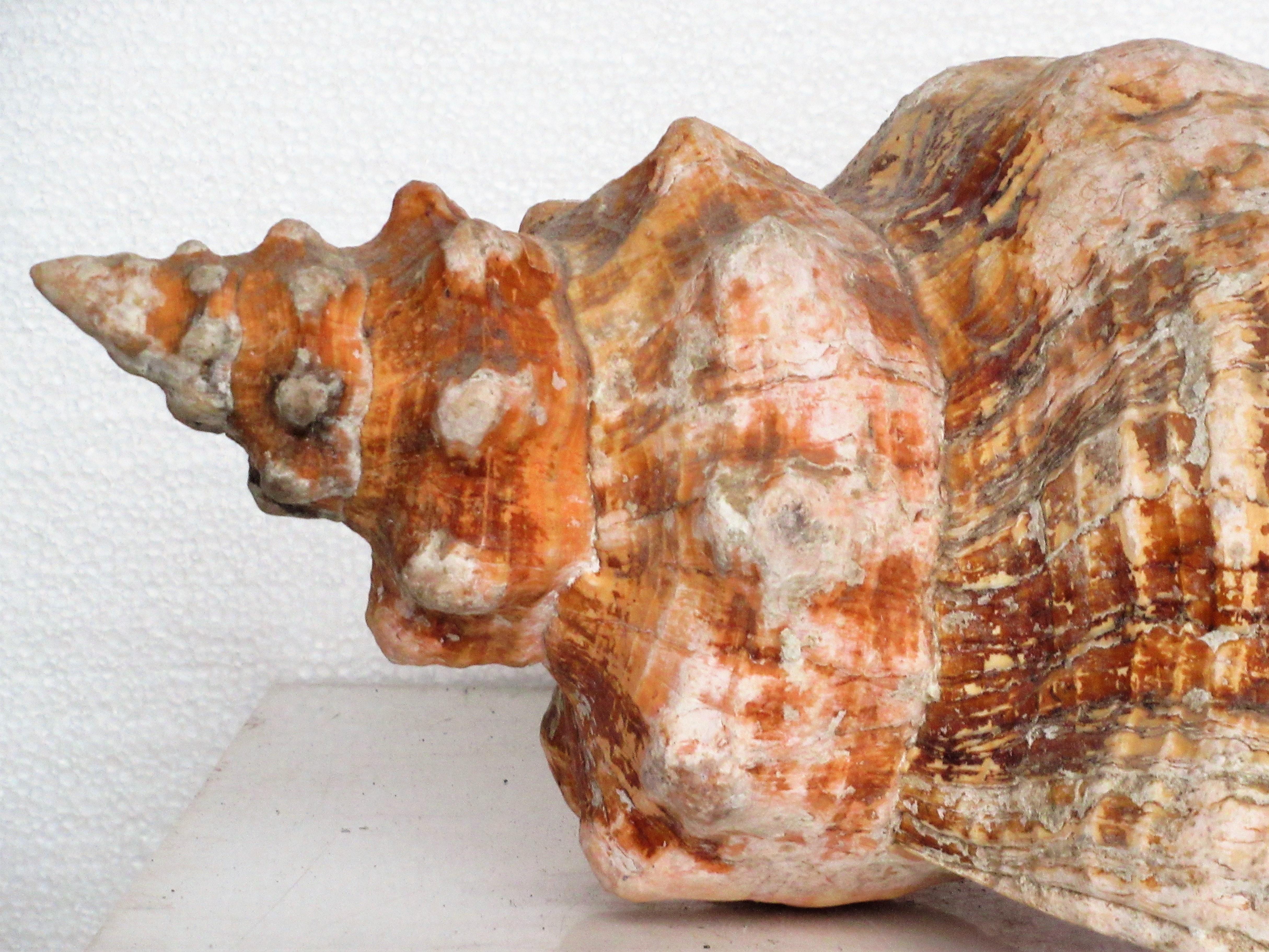 horse conch shell for sale