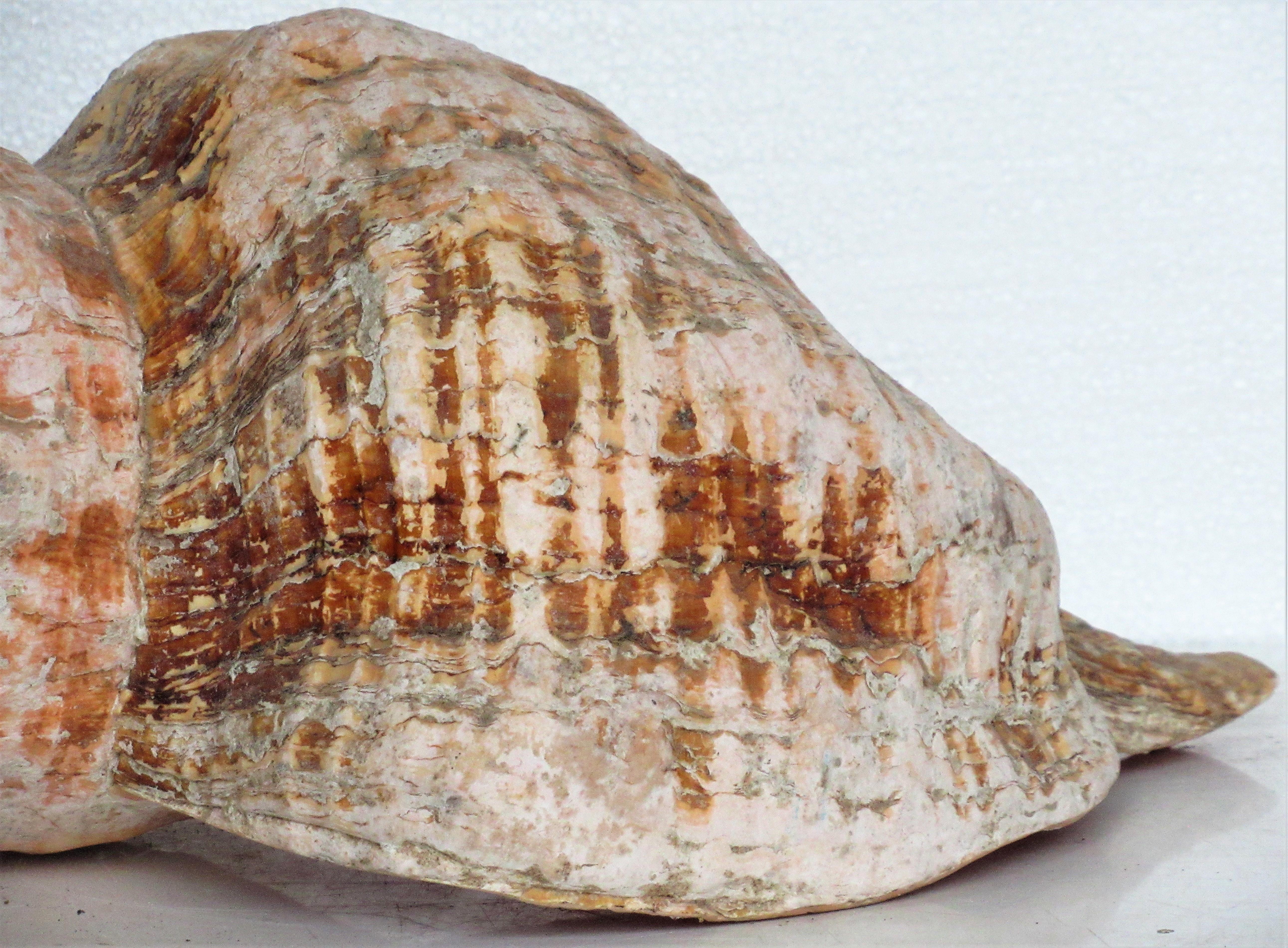giant horse conch