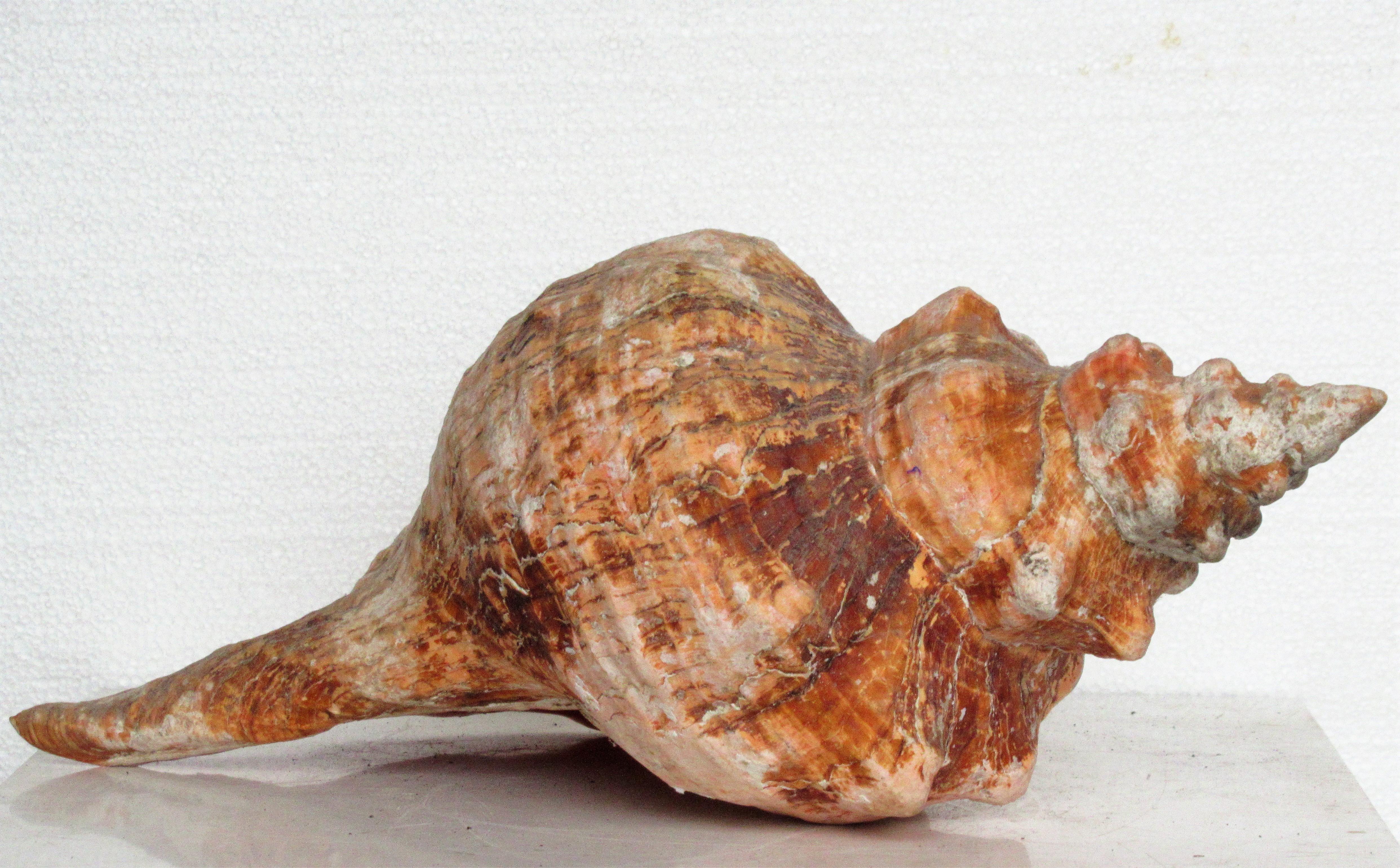 horse conch egg casing