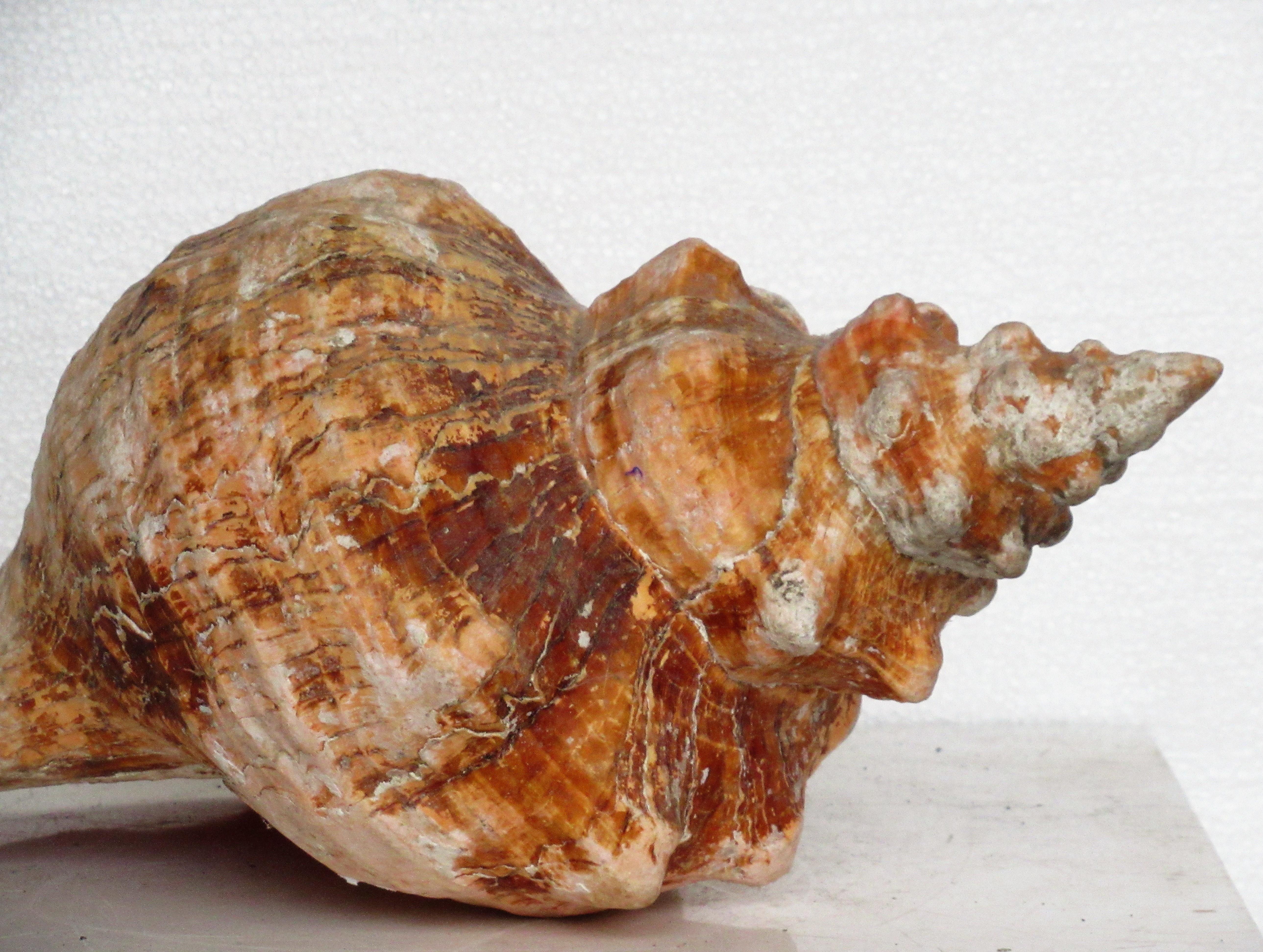 Organic Modern Big Old Horse Conch Sea Shell