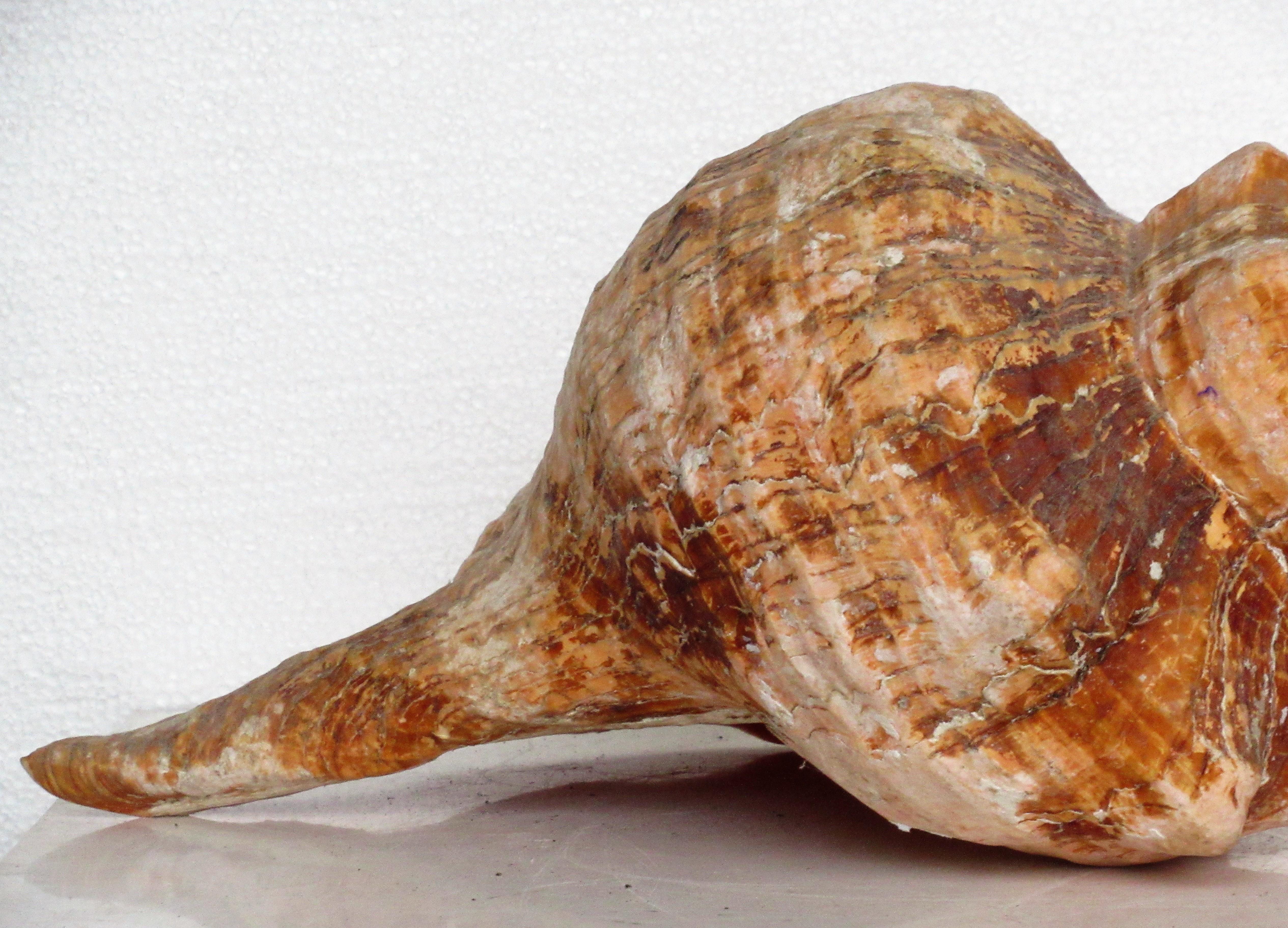 Big Old Horse Conch Sea Shell In Good Condition In Rochester, NY