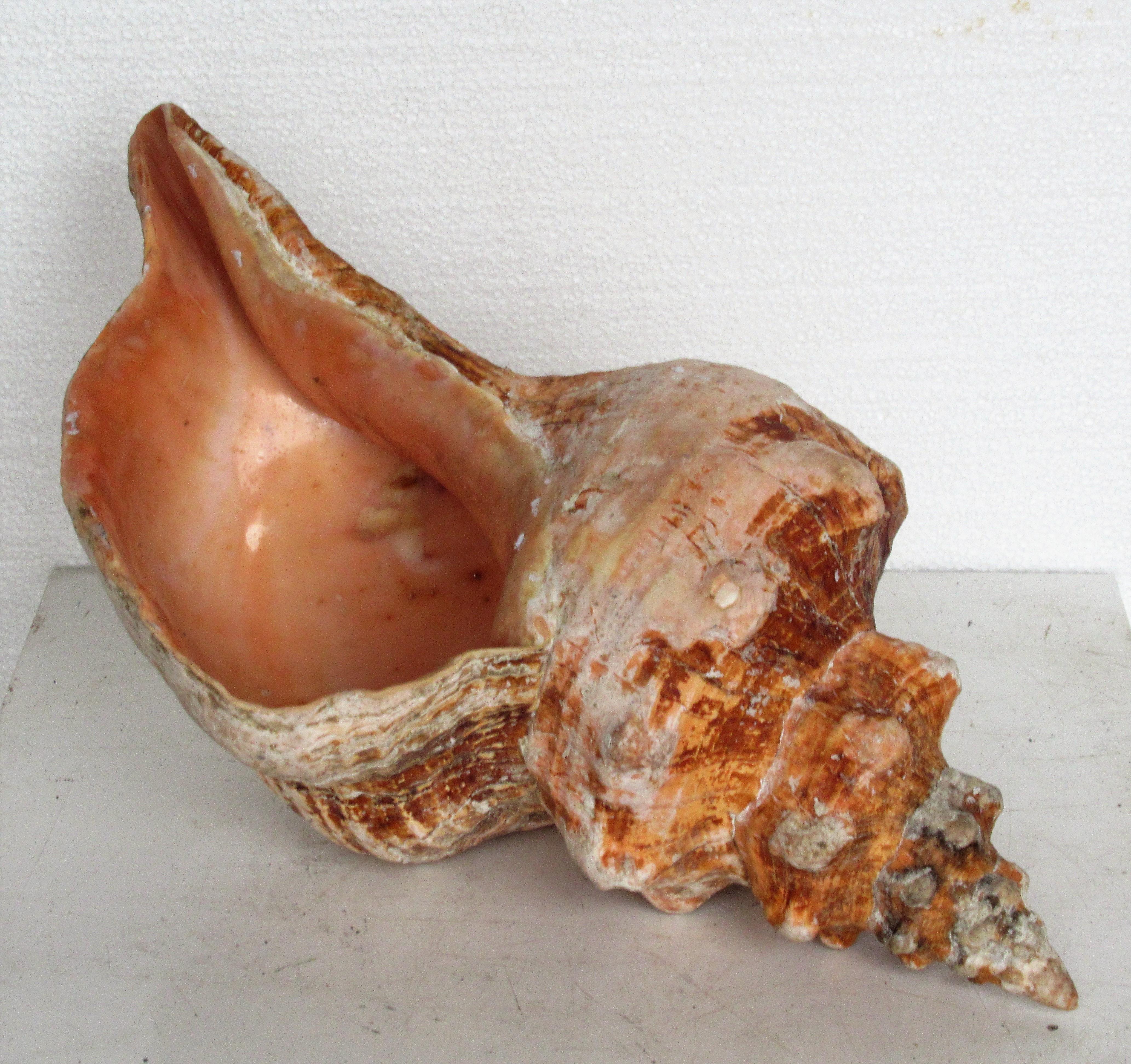 20th Century Big Old Horse Conch Sea Shell