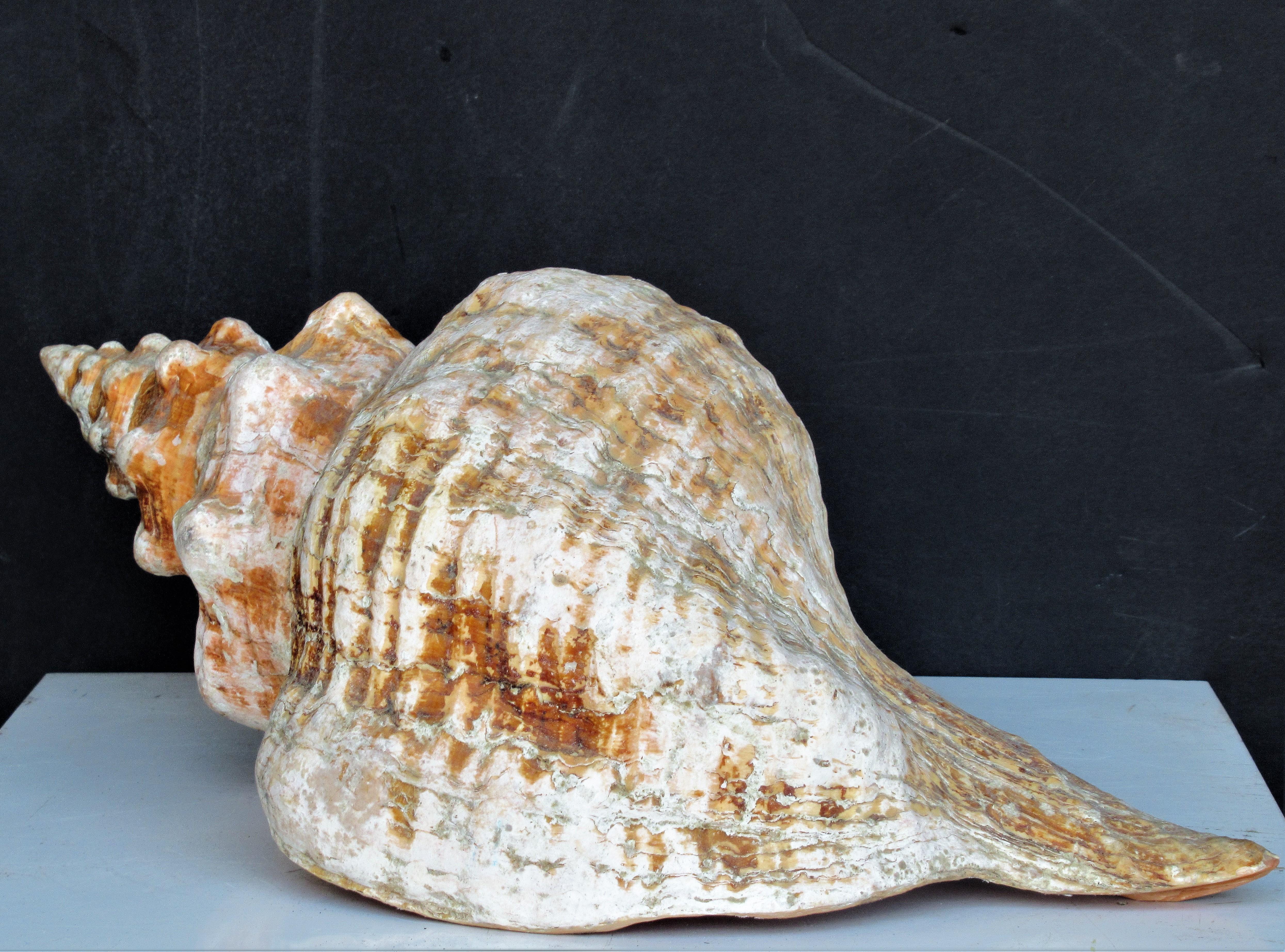 Big Old Horse Conch Sea Shell 3