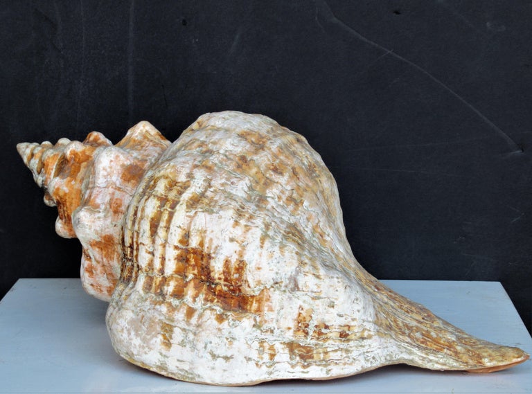 Big Old Horse Conch Sea Shell at 1stDibs horse conch shell for sale, old conch shell, shell conch