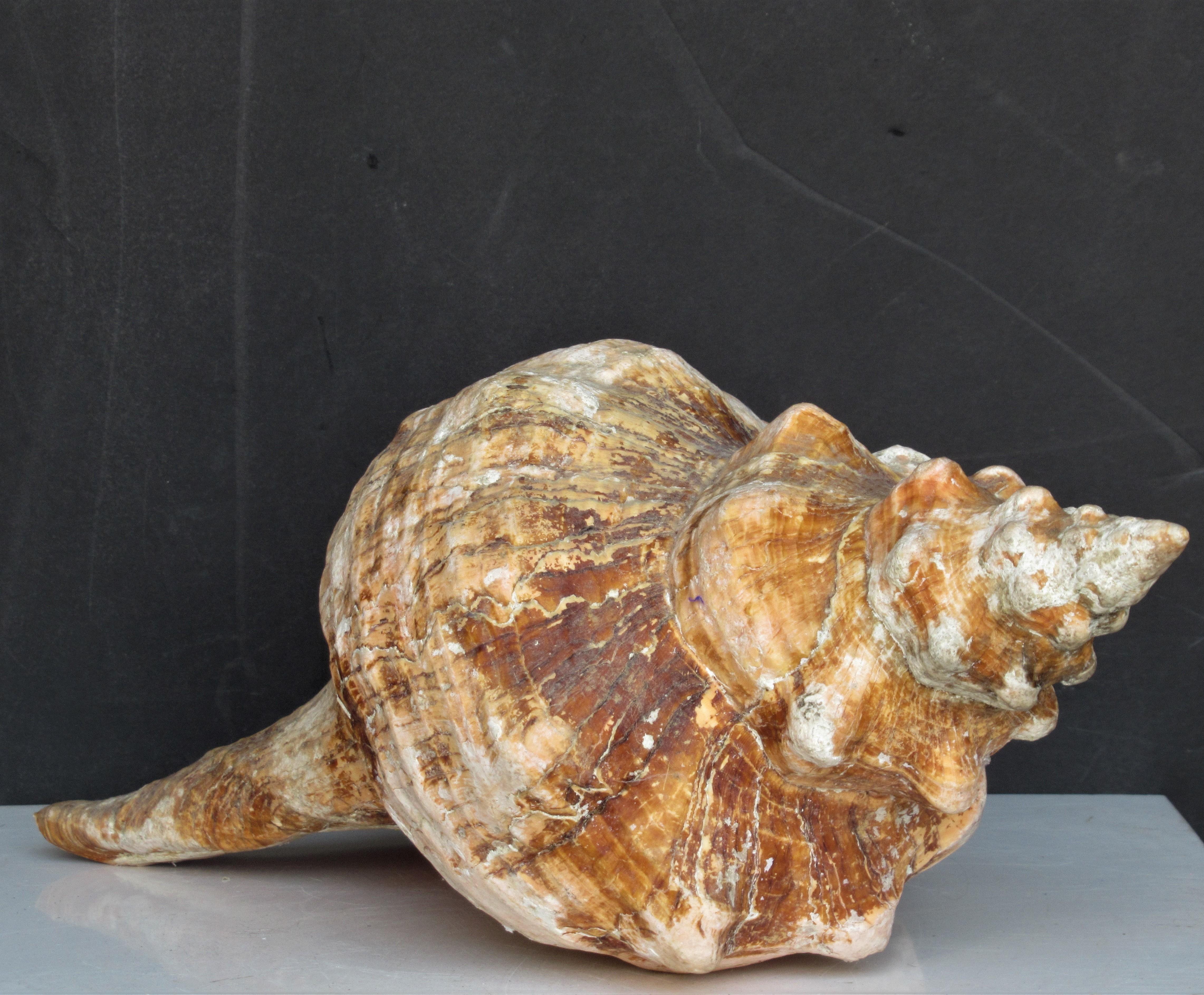 Big Old Horse Conch Sea Shell 1