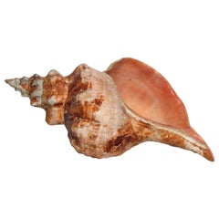Big Old Horse Conch Sea Shell