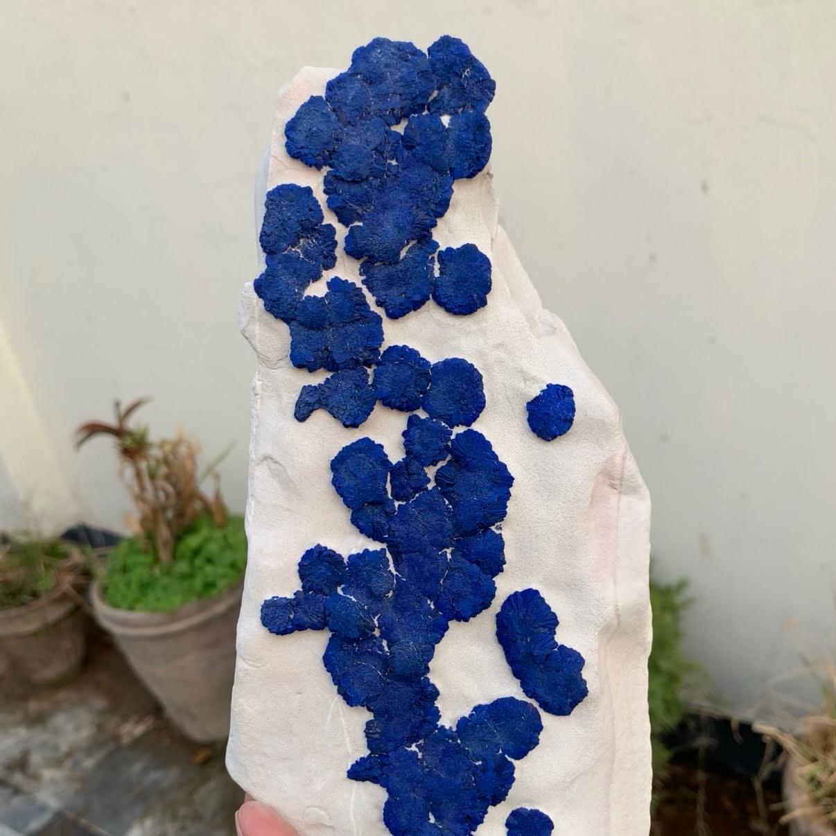 Natural Specimen Of Azurite On Kaolinite From Australia For Sale 4