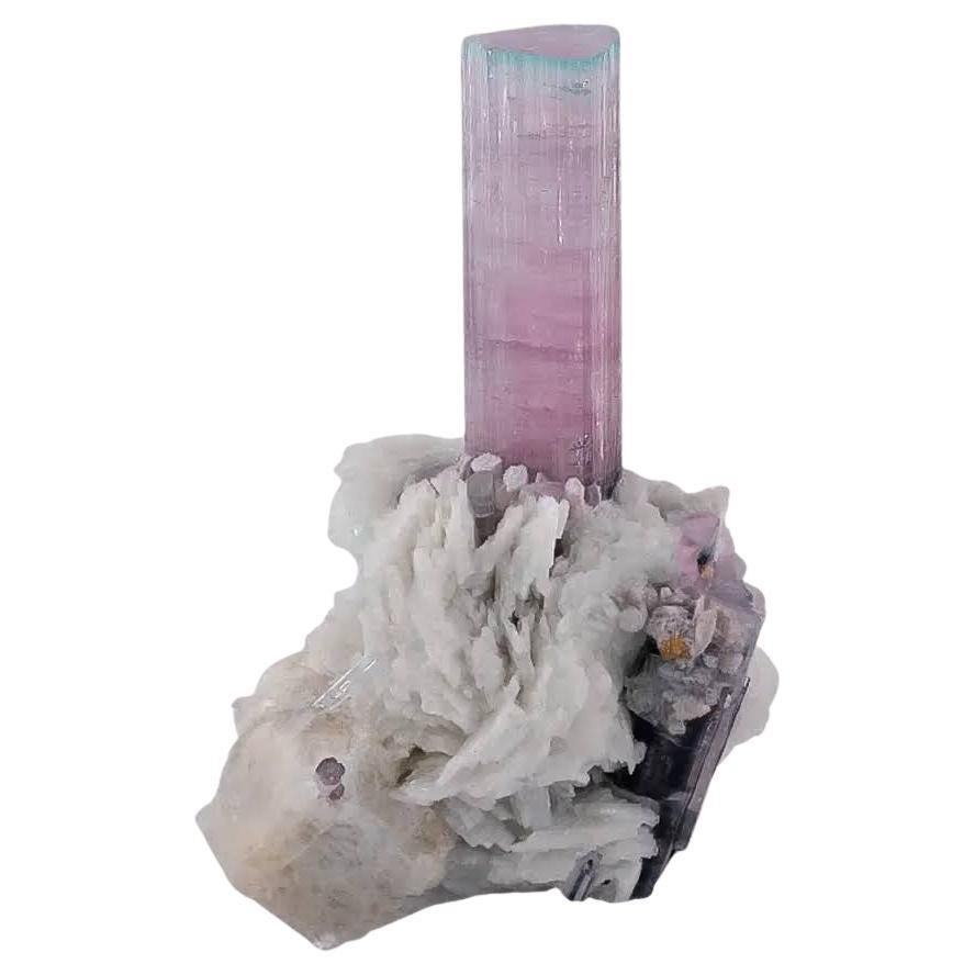 Esemplare naturale di cristallo di tormalina bicolore su albite dall
Afghanistan