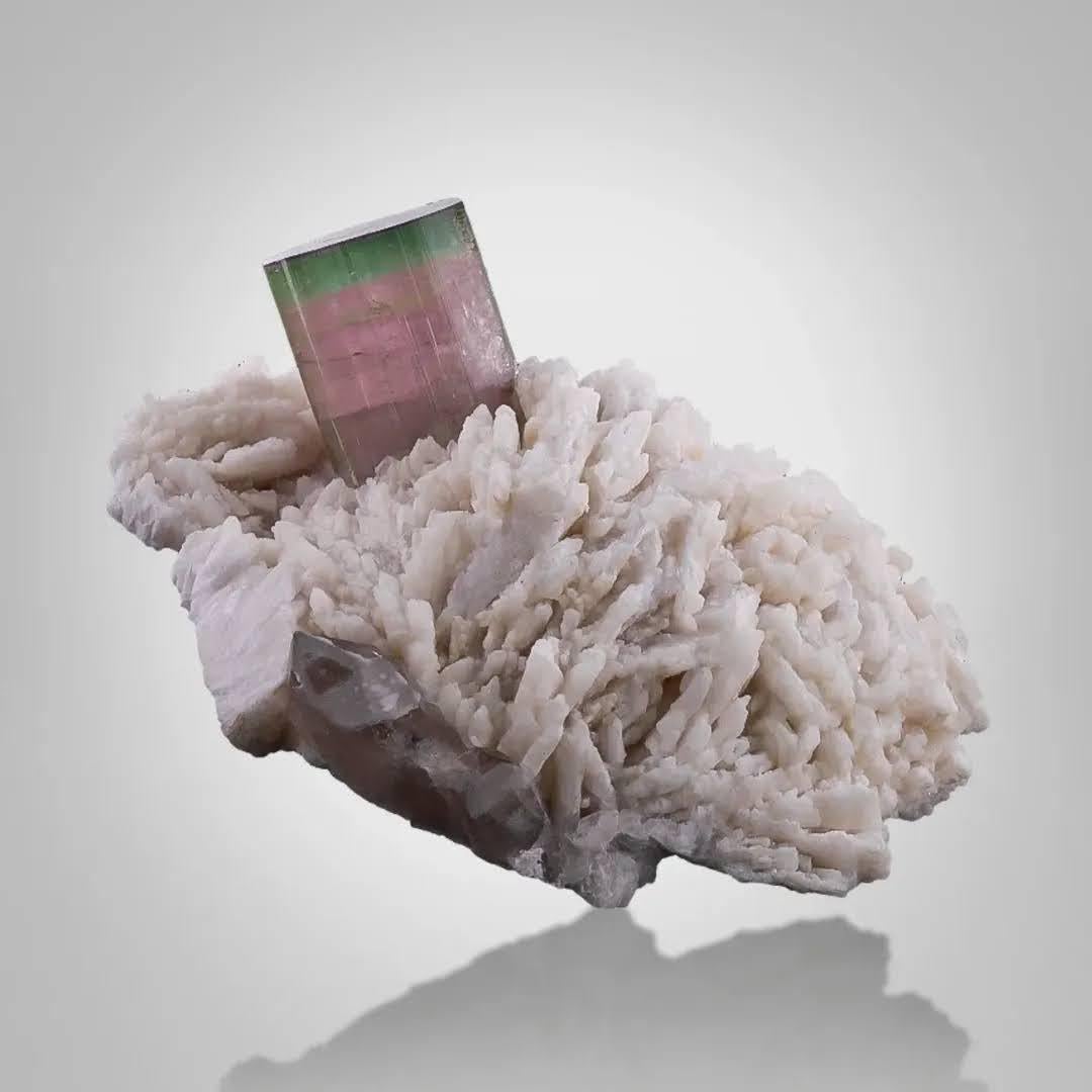 Tipo di campione: Tormalina su Cleavelandite
Peso: 148 grammi
Dimensioni: H: 3,7 x L: 8,5 x P: 6,7 cm
Origine: Miniera di Paprok, provincia di Nuristan, Afghanistan 
Trattamento: Nessuno




Questo esemplare naturale presenta un sorprendente
