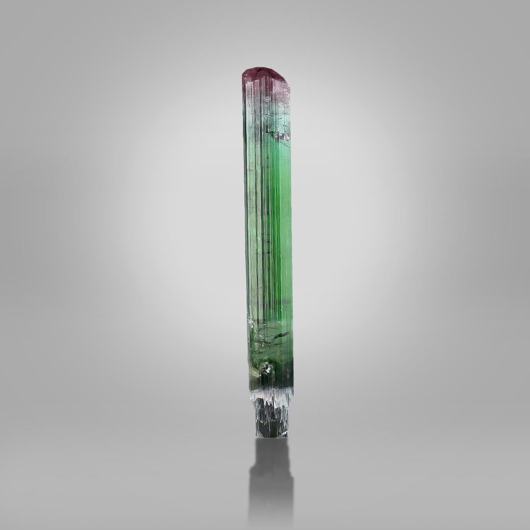 Tipo di esemplare: Tormalina
Peso: 58 grammi
Dimensioni: H. H. 13 x L. 1,5 x P. 1,3 cm
Origine: Miniera di Paprok, provincia di Nuristan, Afghanistan 
Trattamento: Nessuno




Questo scettro naturale in cristallo di tormalina bicolore proviene dalle