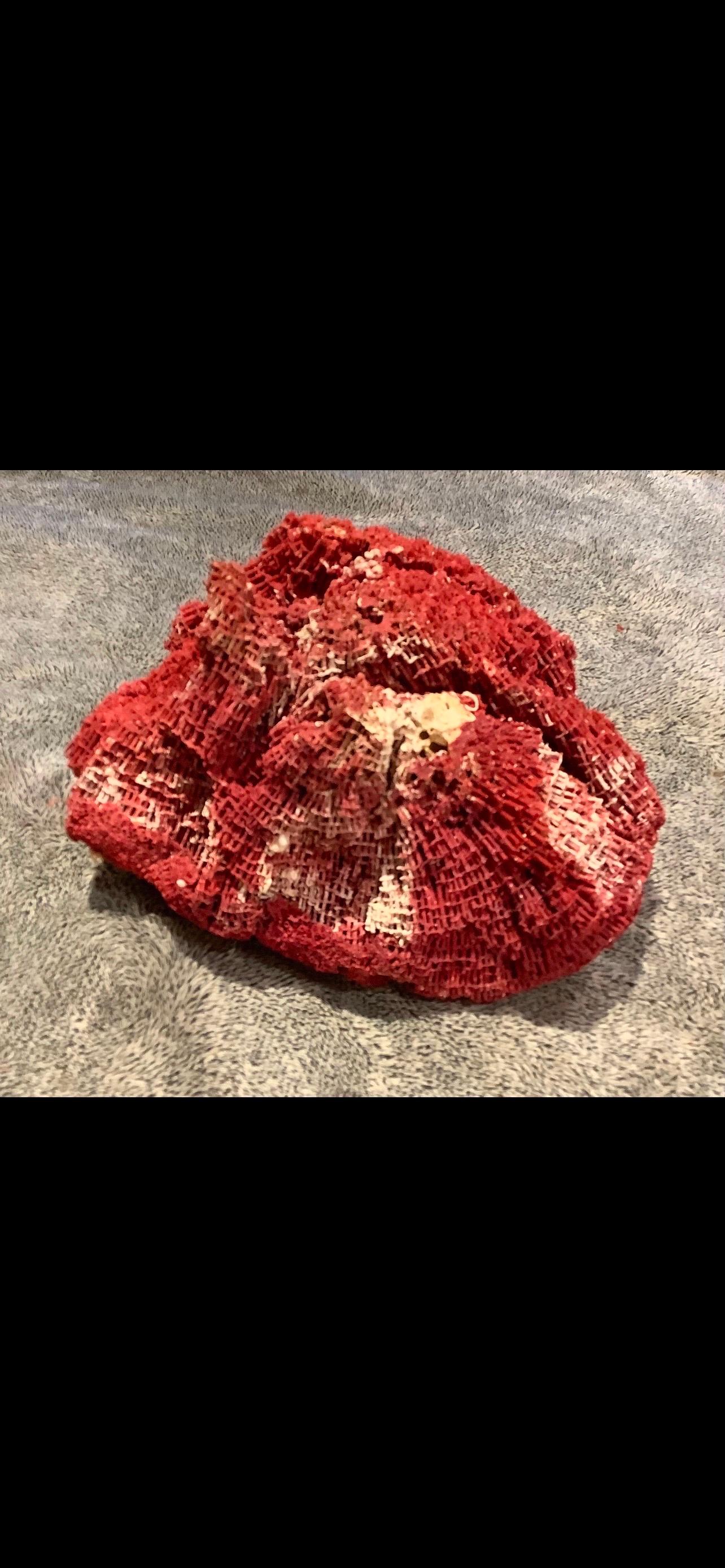 Natural Specimen Red Pipe Organ Coral For Sale 4