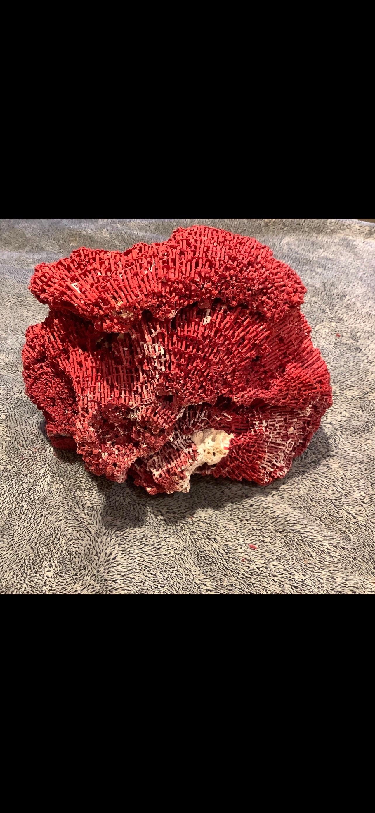 Natural Specimen Red Pipe Organ Coral For Sale 5