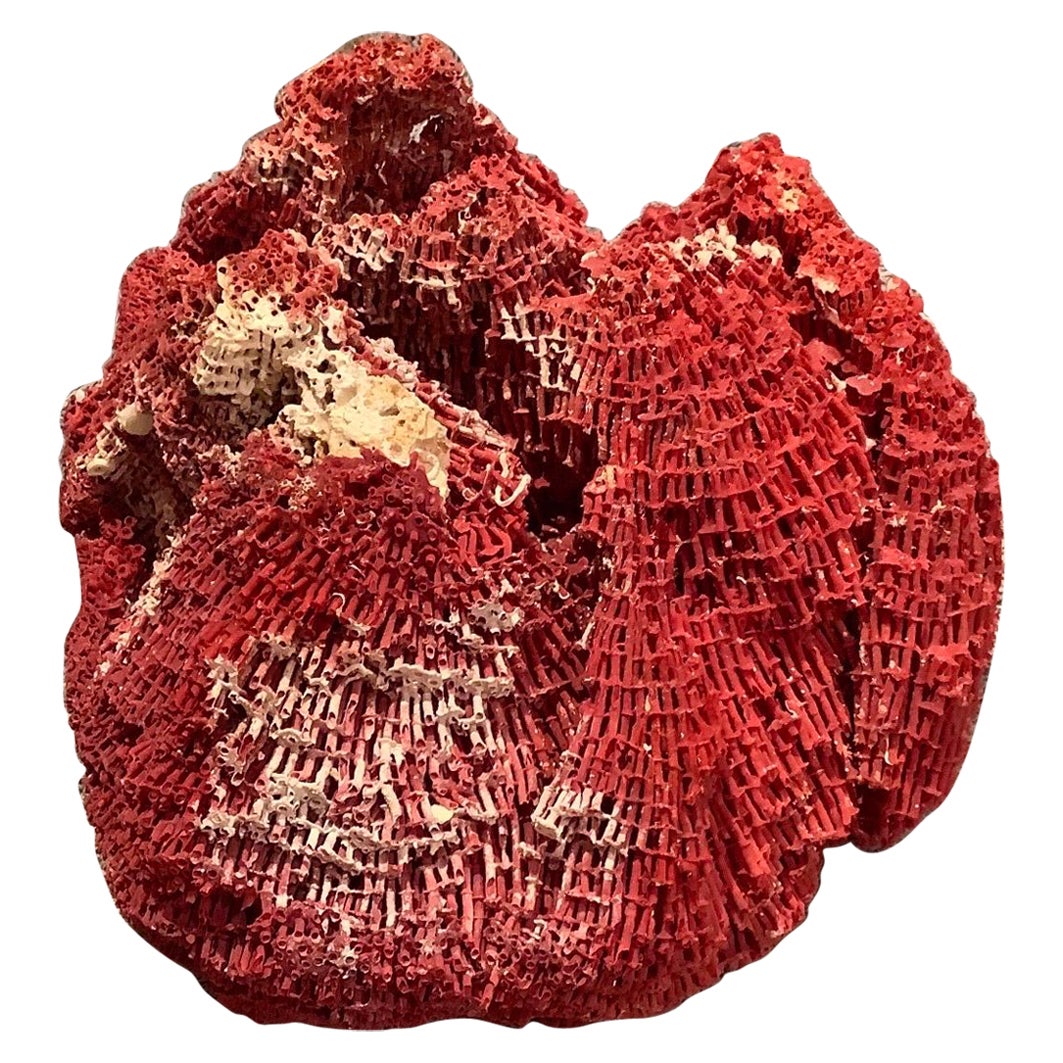 Spécimen naturel de corail rouge en forme d'orgue de barbarie.
Nous vous proposons un beau morceau de corail organique rouge du Pacifique en forme d'orgue de barbarie, qui révèle des couleurs différentes selon le côté d'où on l'observe. Ce