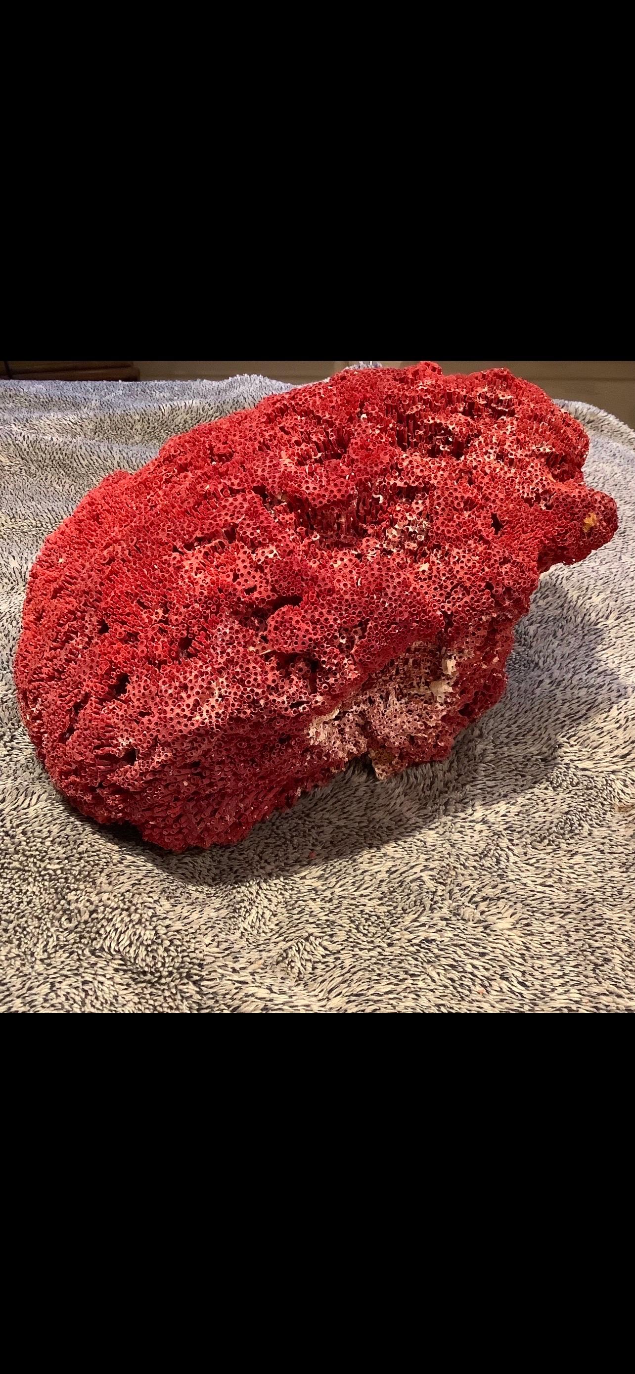 Other Natural Specimen Red Pipe Organ Coral For Sale